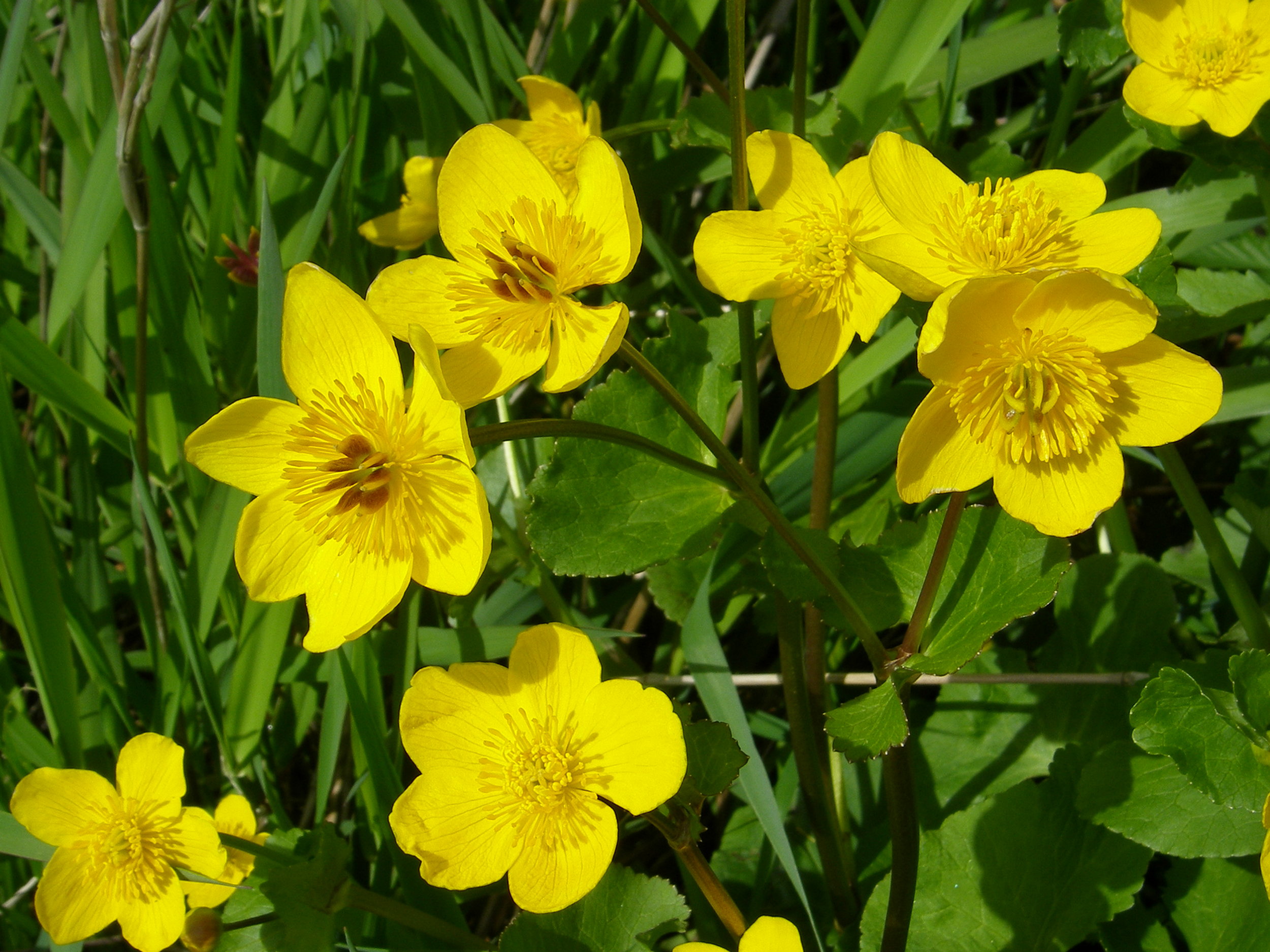   Caltha palustris NS7042 08May2007 MJP  