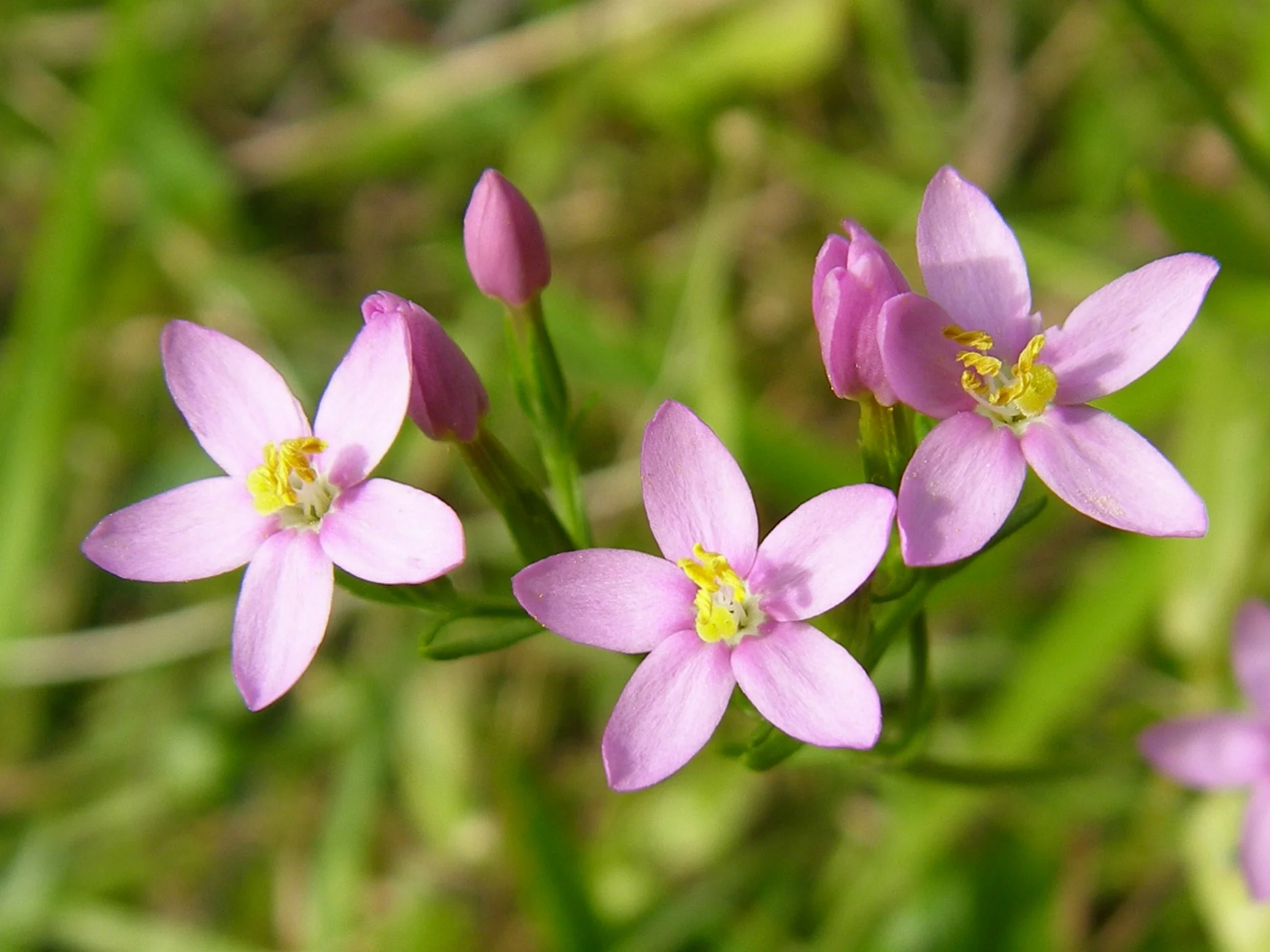   Centaurium erythraea NS7555 27Jul2008 MJP  