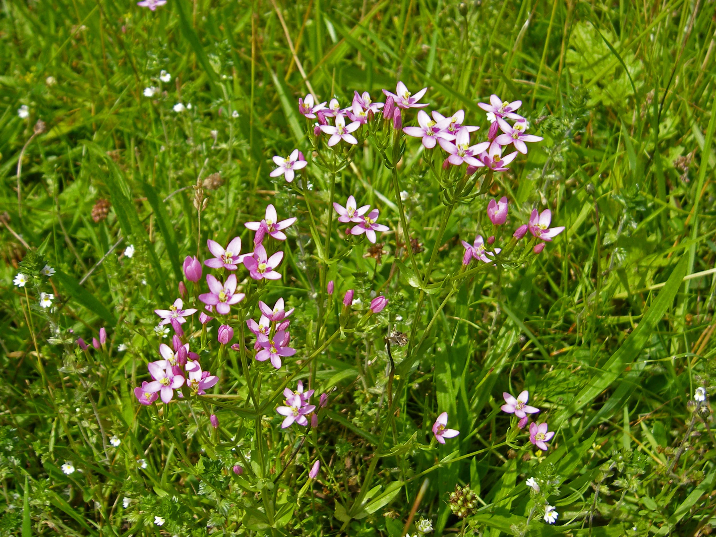   Centaurium erythraea NS7555 23Aug2007 MJP  