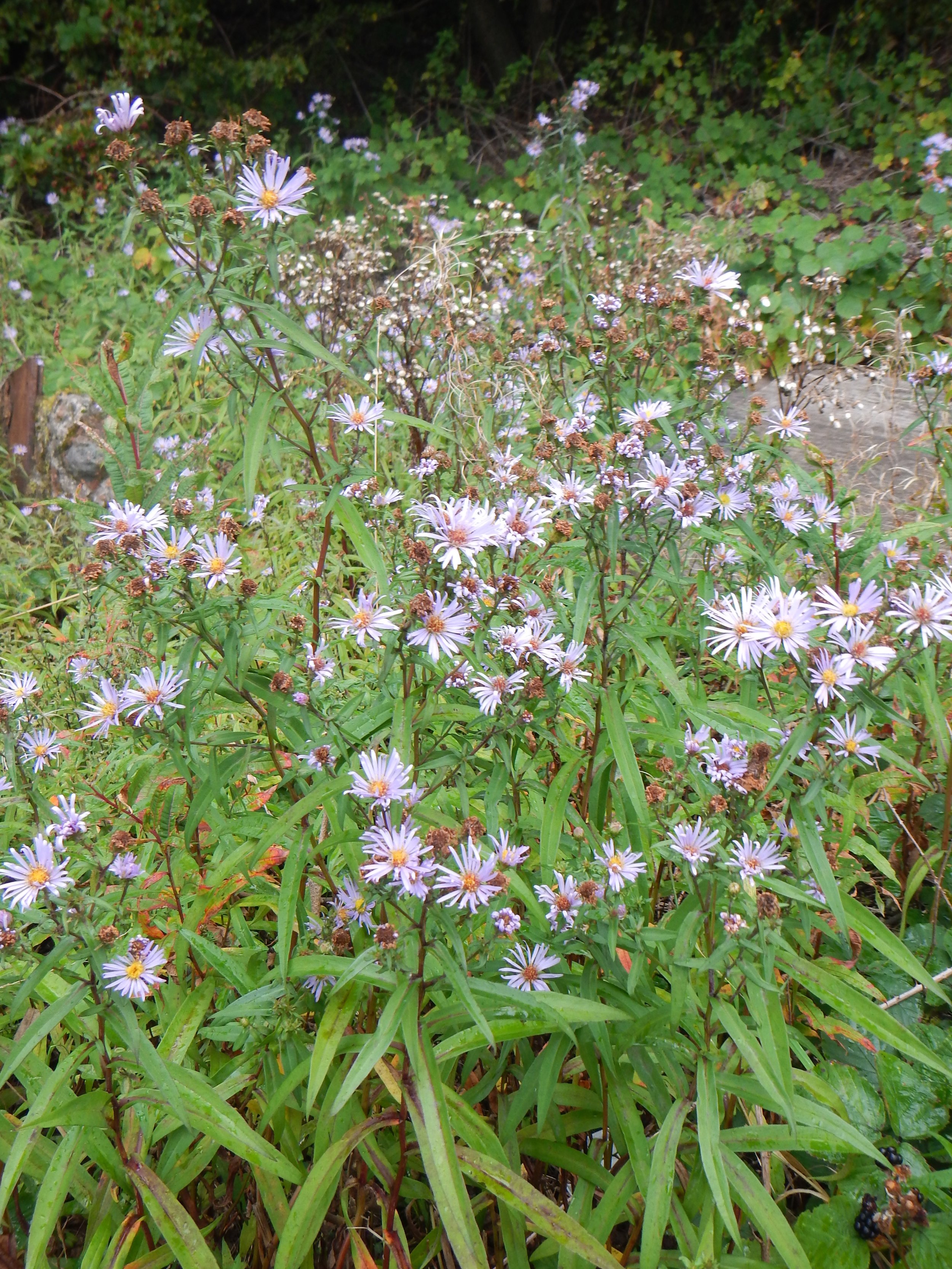 Aster novi-belgii NS 9738 16Sep2017 PW