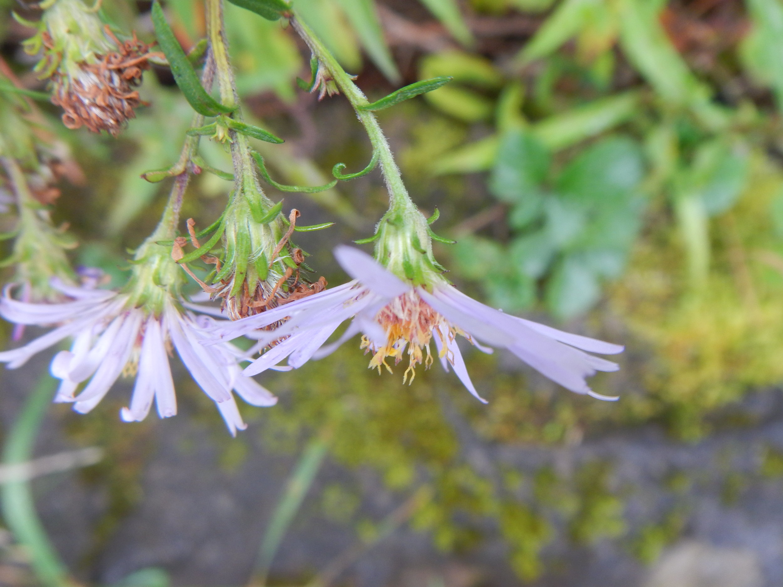 Aster novi-belgii NS 9738 16Sep2017 PW