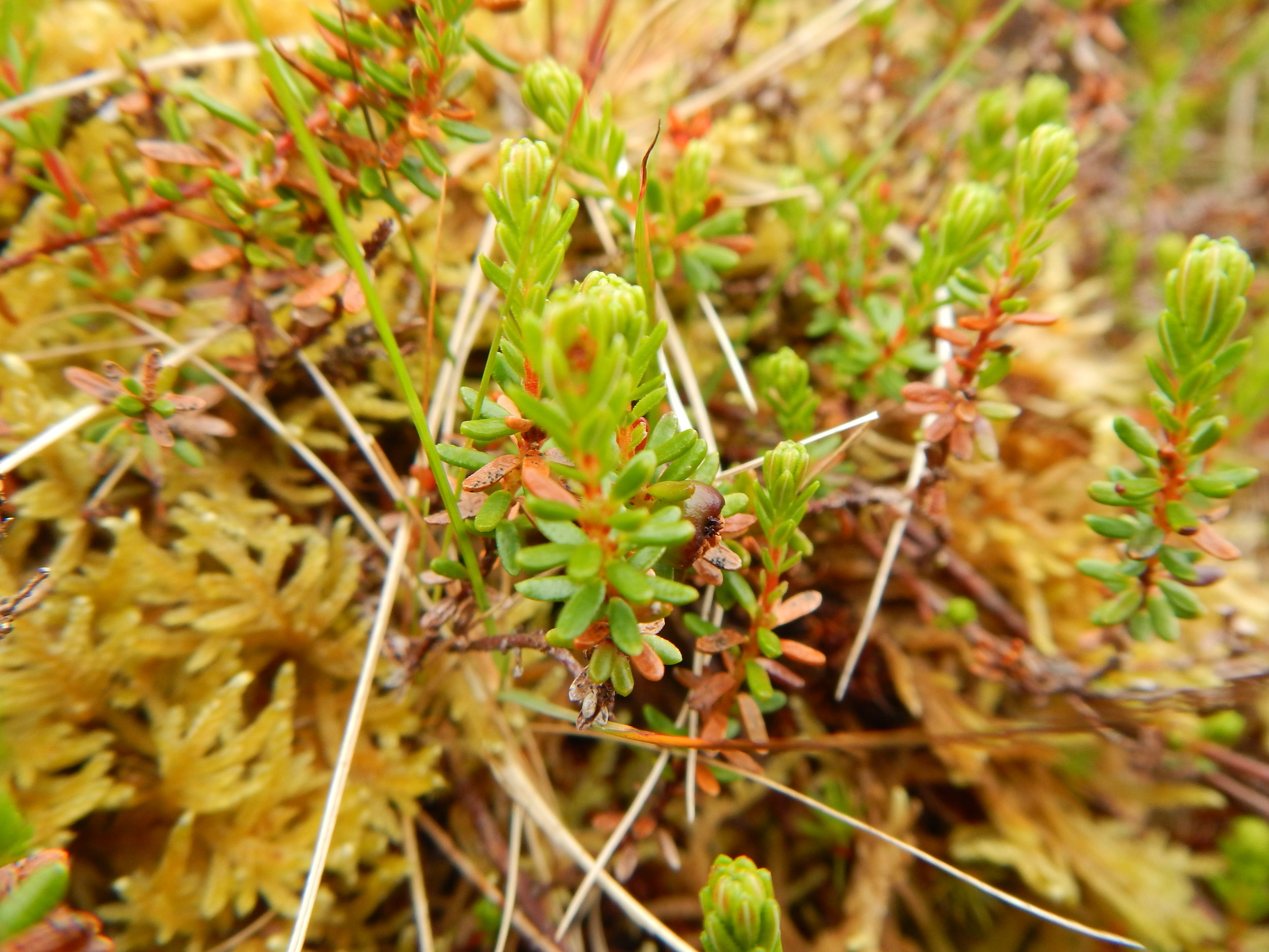   Empetrum nigrum NS9551 07Jun2014 PW  