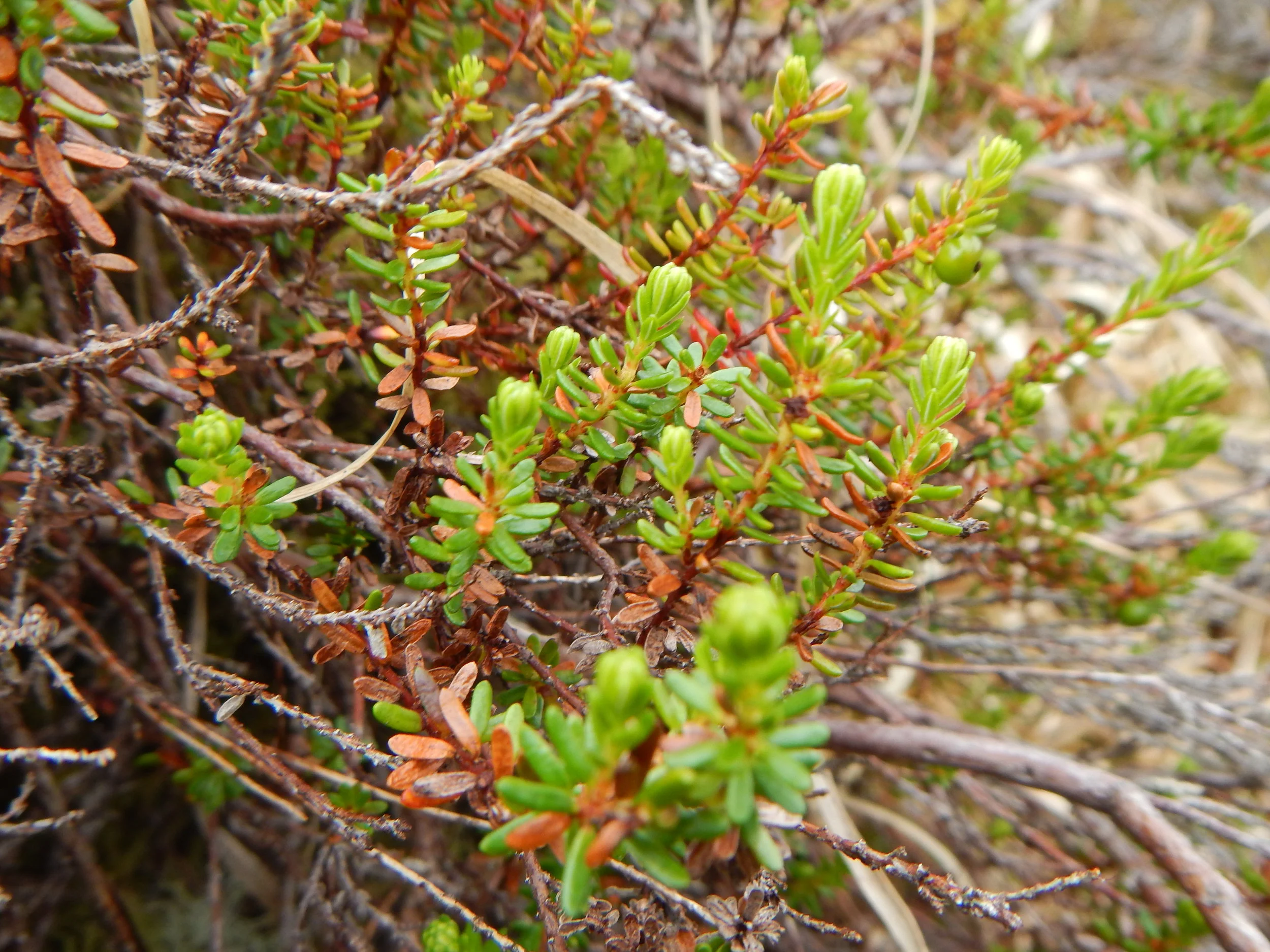   Empetrum nigrum NS9551 07Jun2014 PW  