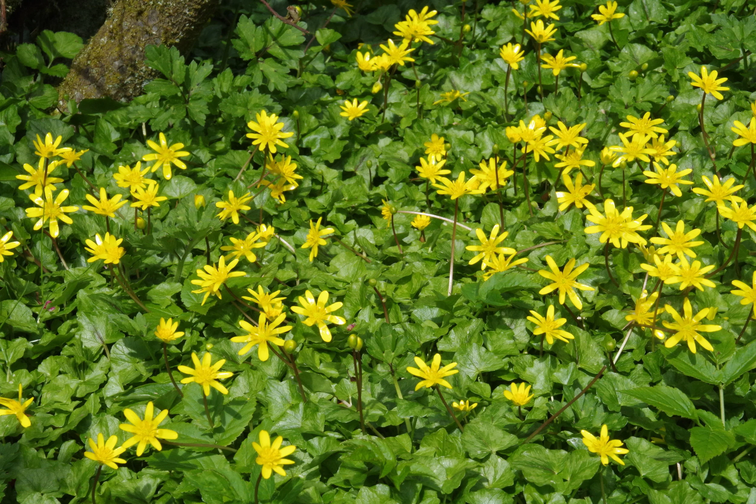  Most likely  Ssp. verna  based on the thinner petals.   Ficaria verna NS7143 30Apr2016 MJP  
