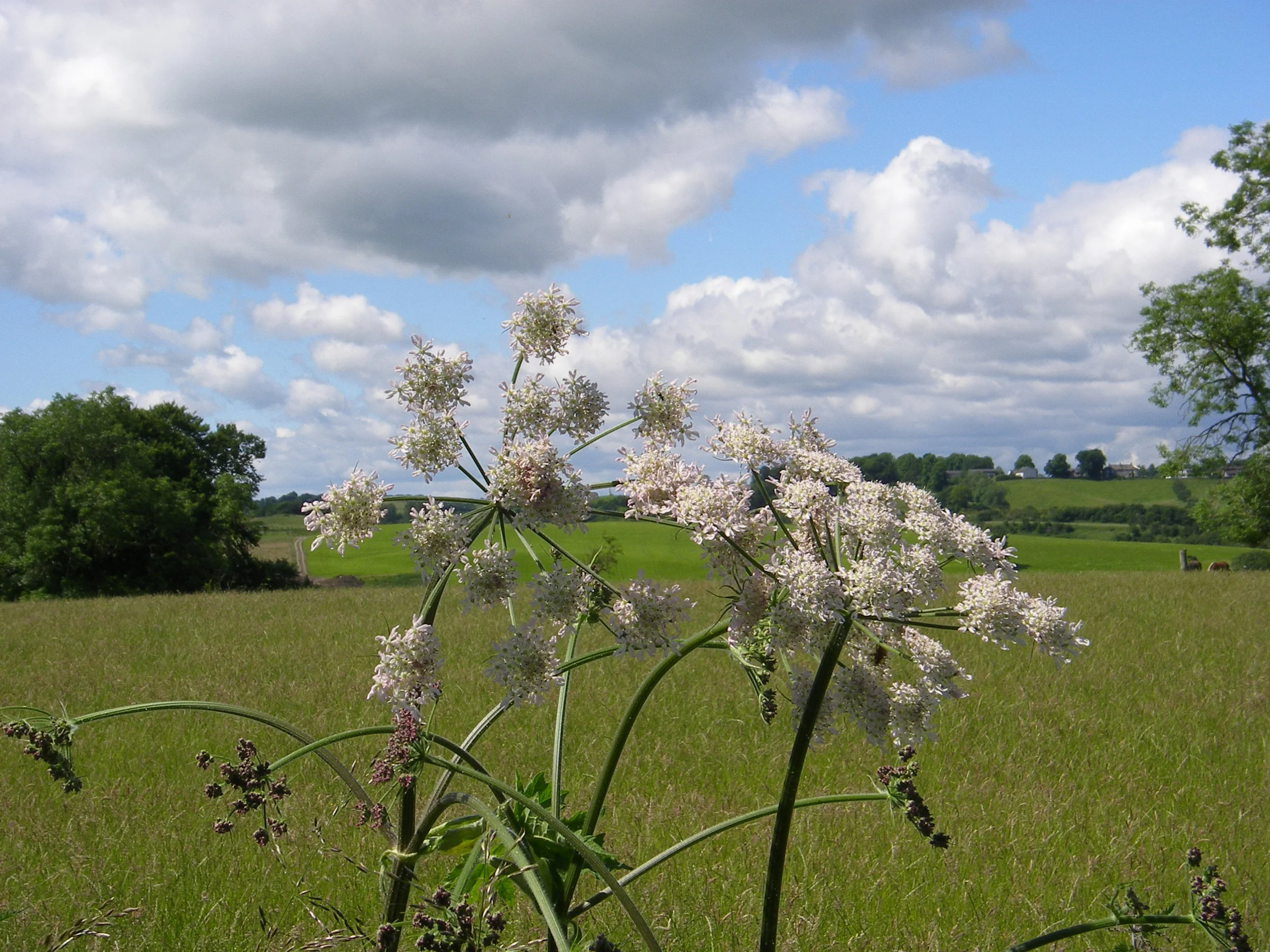    Heracleum sphondylium    NS7143 12Jul2012 MJP  