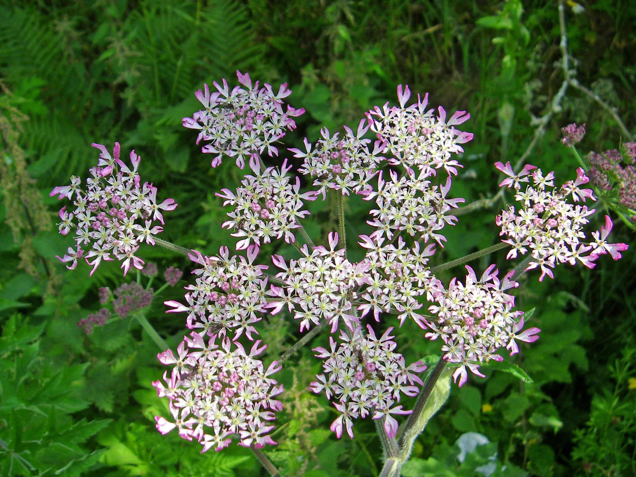    Heracleum sphondylium    NS7143 04Jul2011 MJP  