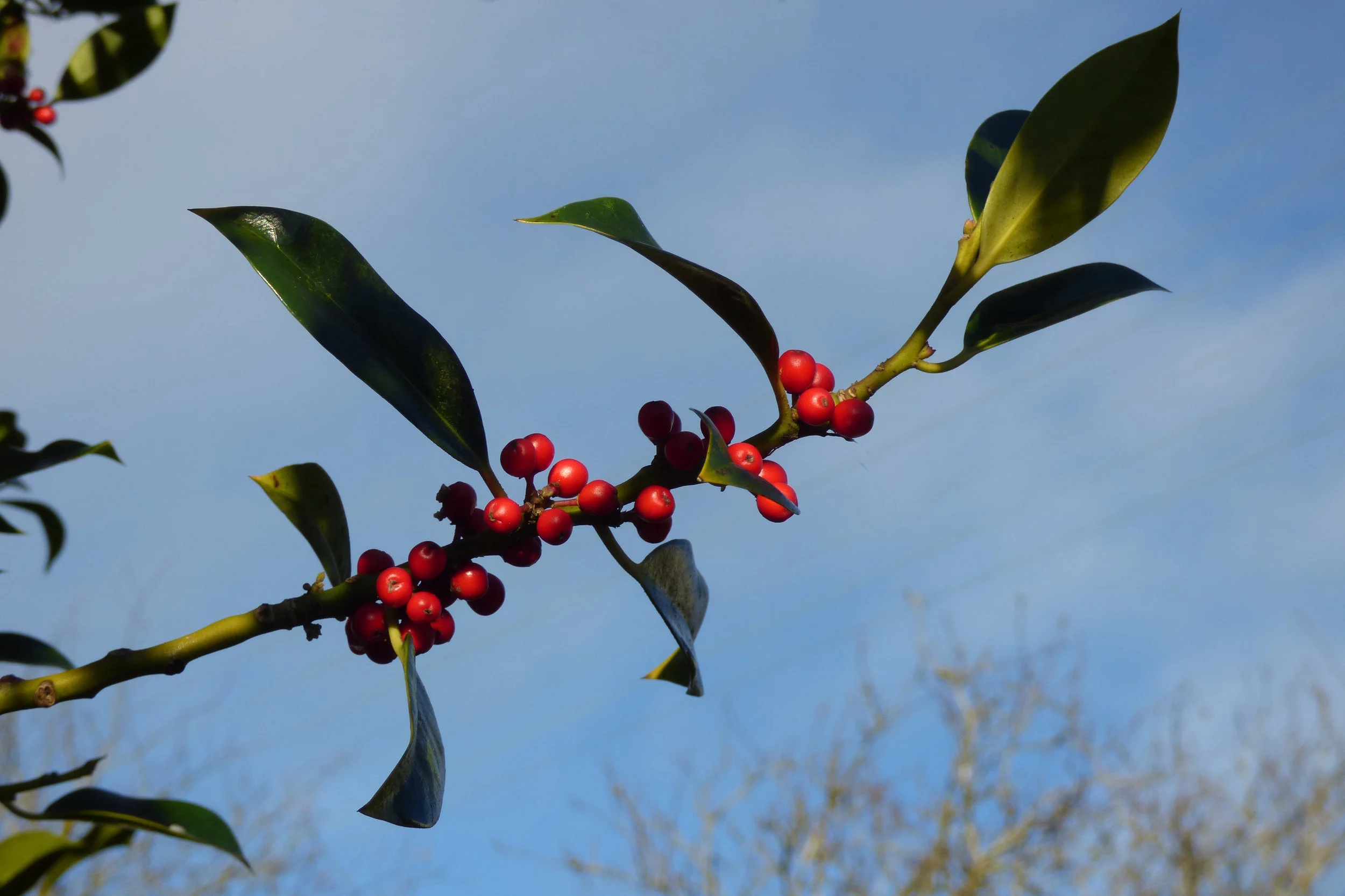   Ilex aquifolium NS7143 25Nov2016 MJP  