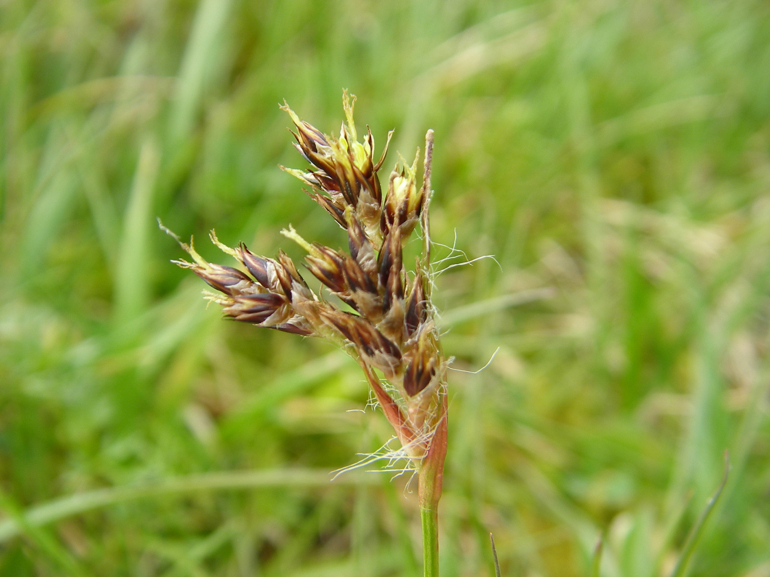   Juncus squarrosus NS7042 16Apr2012 MJP  