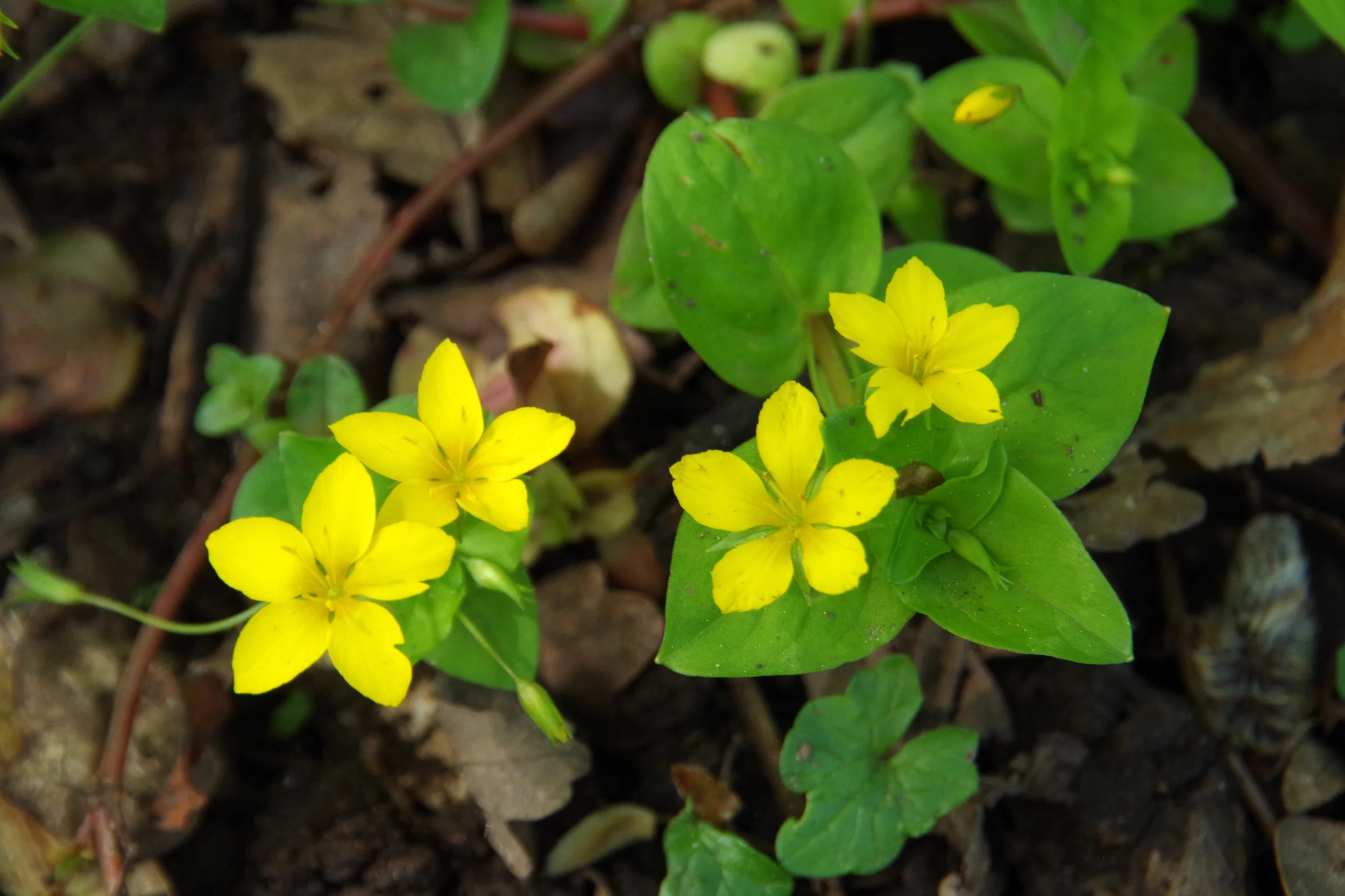   Lysimachia nemorum NS8246 20May2016 MJP  