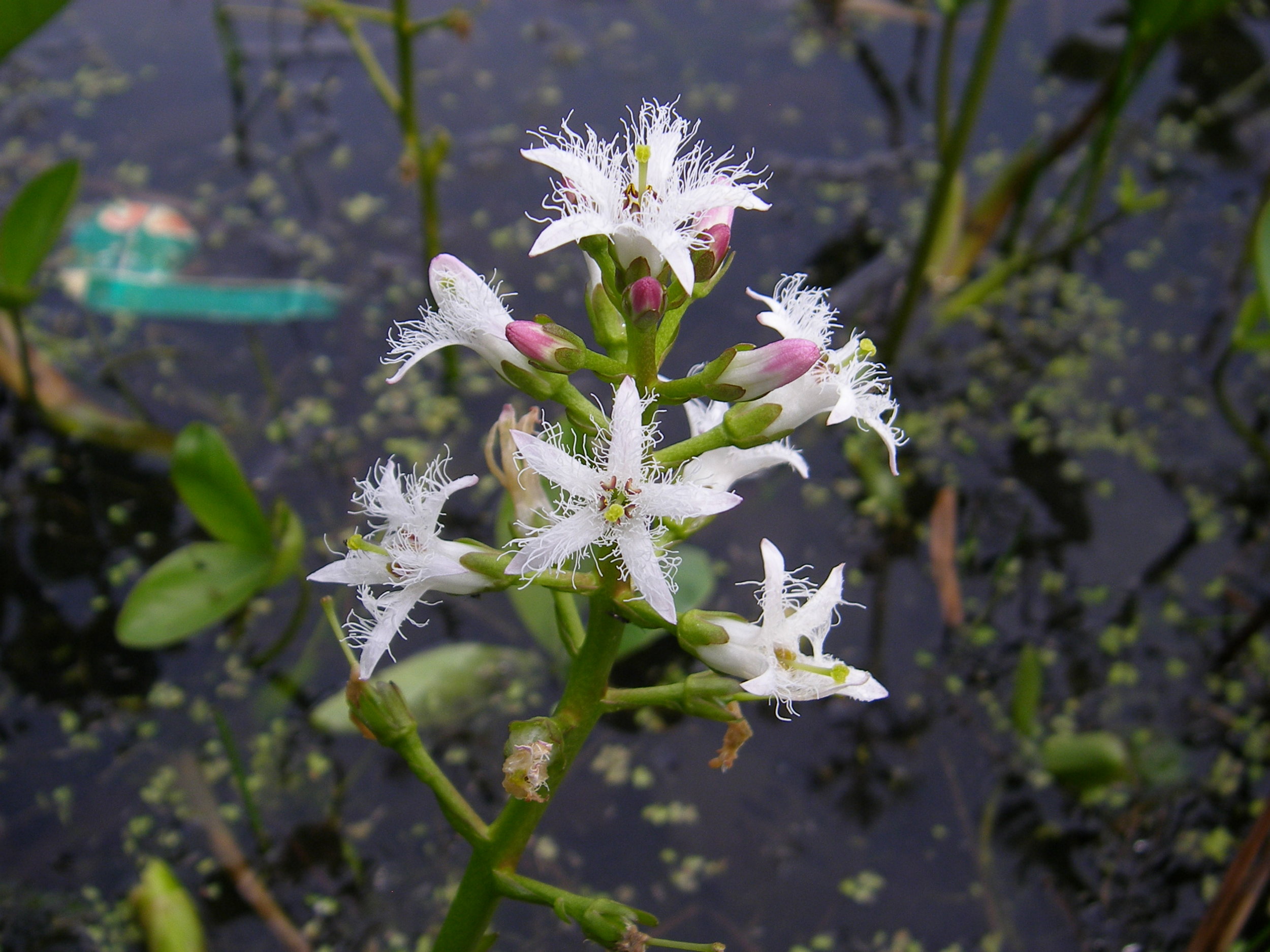   Menyanthes trifoliate NS77 07May2011 MJP  