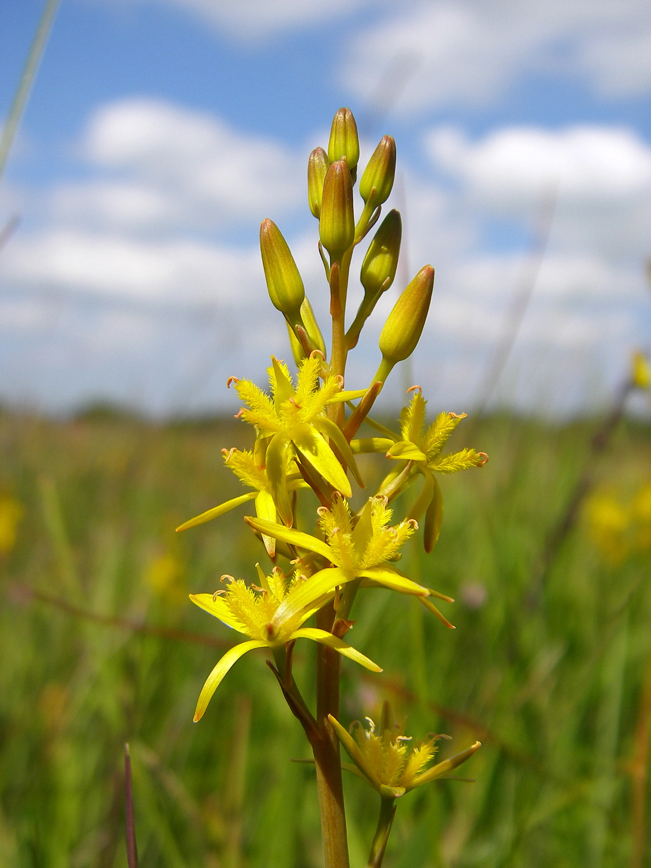   Narthecium ossifragum NS7243 25Jul2011 MJP  