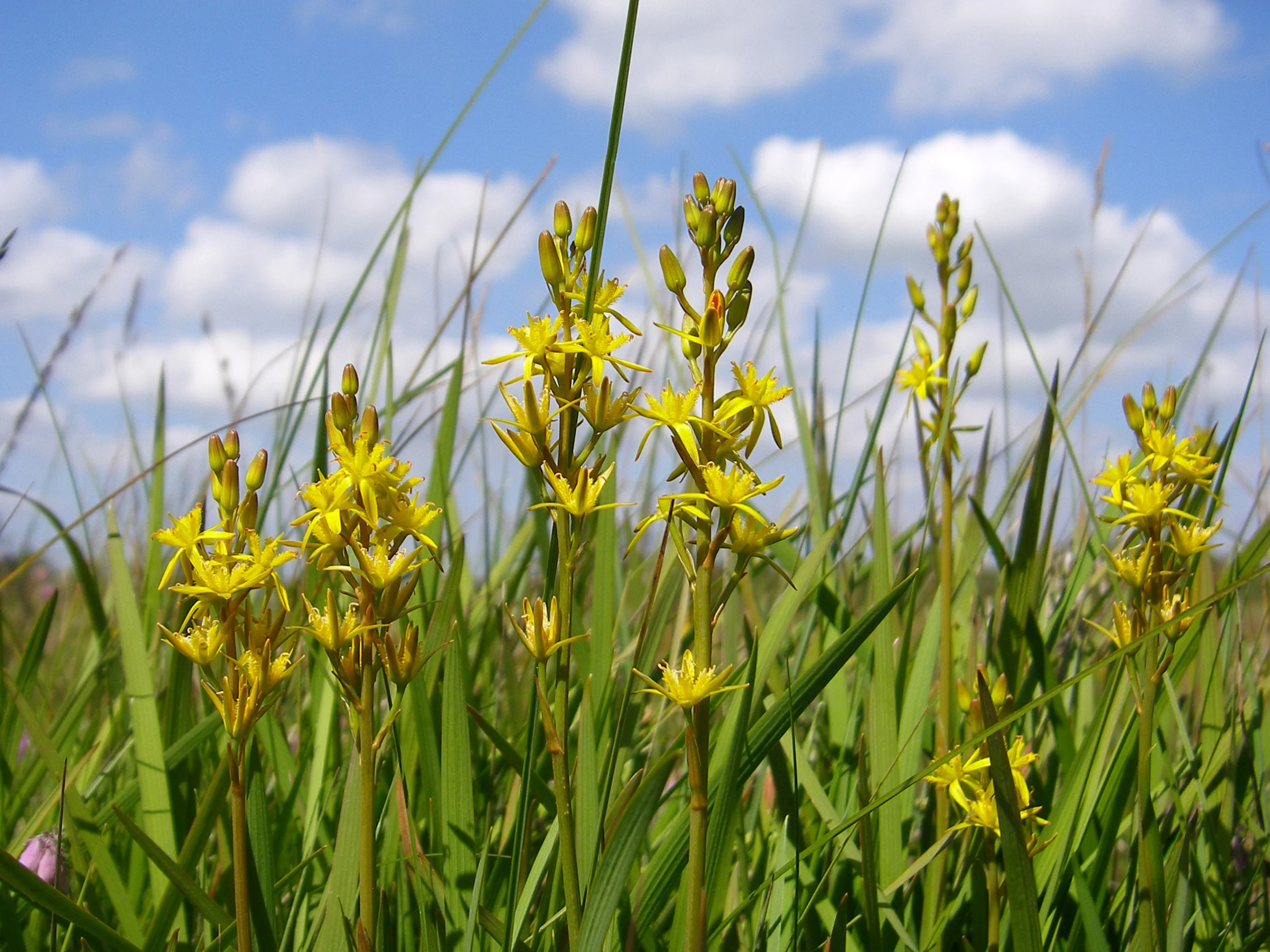   Narthecium ossifragum   NS7243 25Jul2011 MJP  
