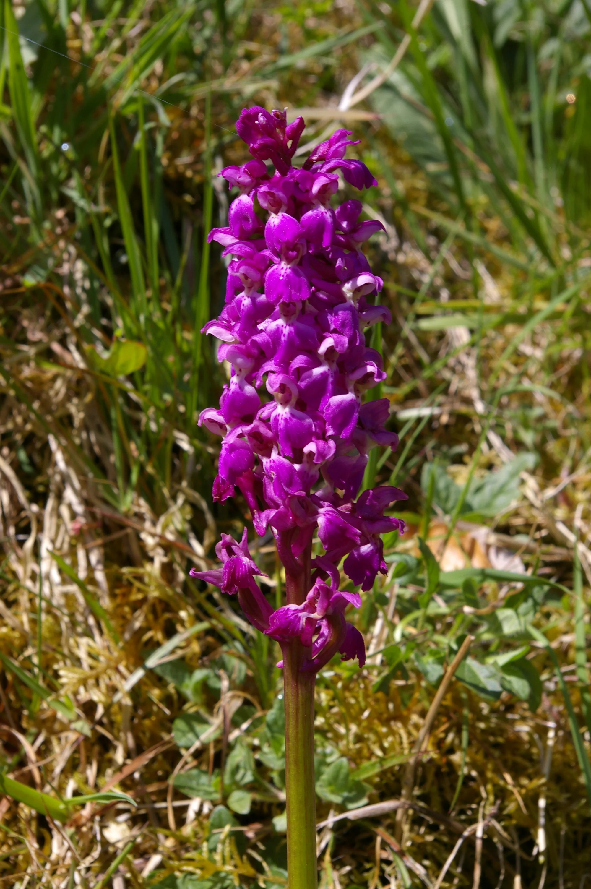   Orchis mascula NS7042 09May2017 MJP  