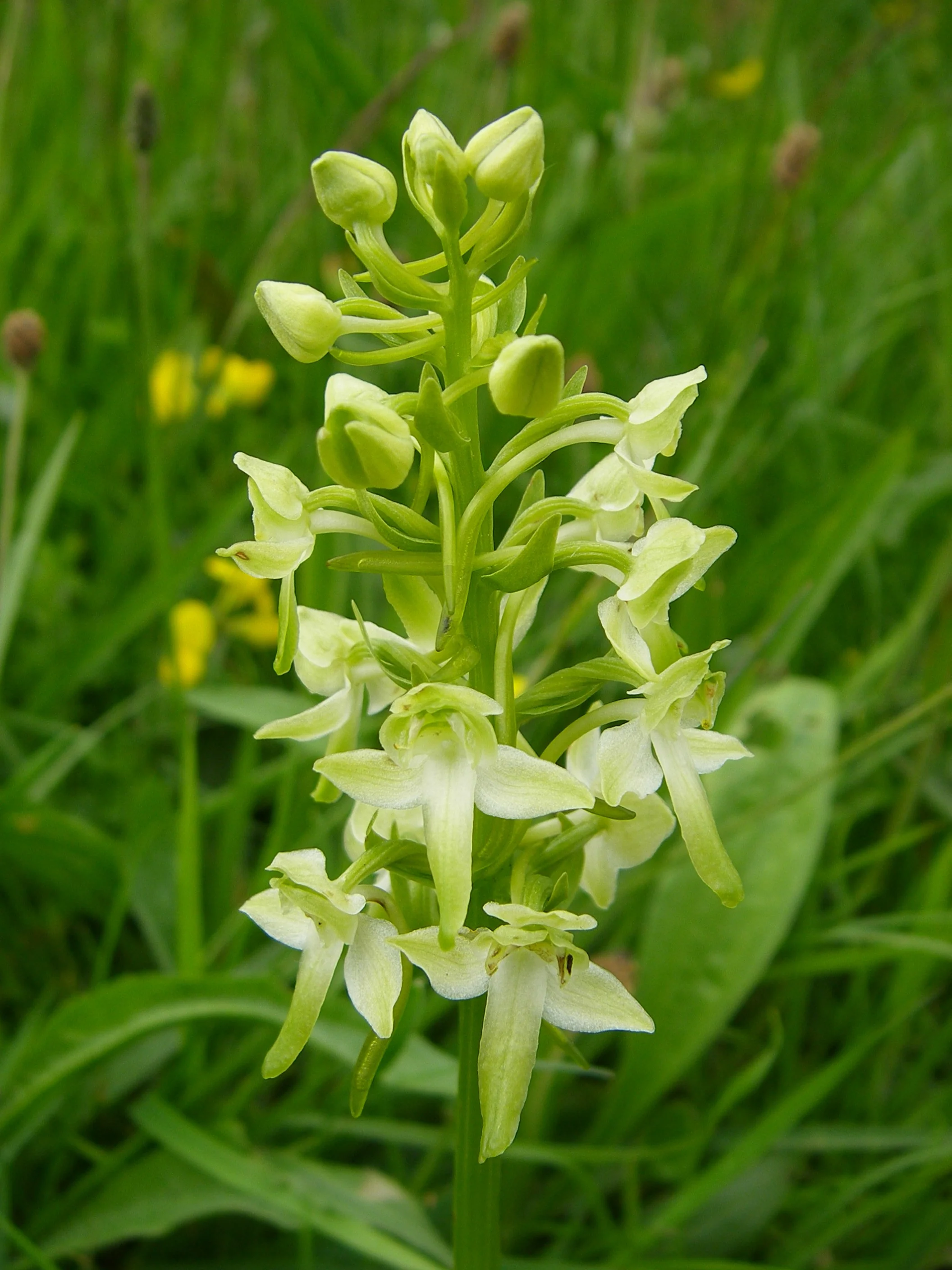   NS7243 28Jun2006 MJP    
