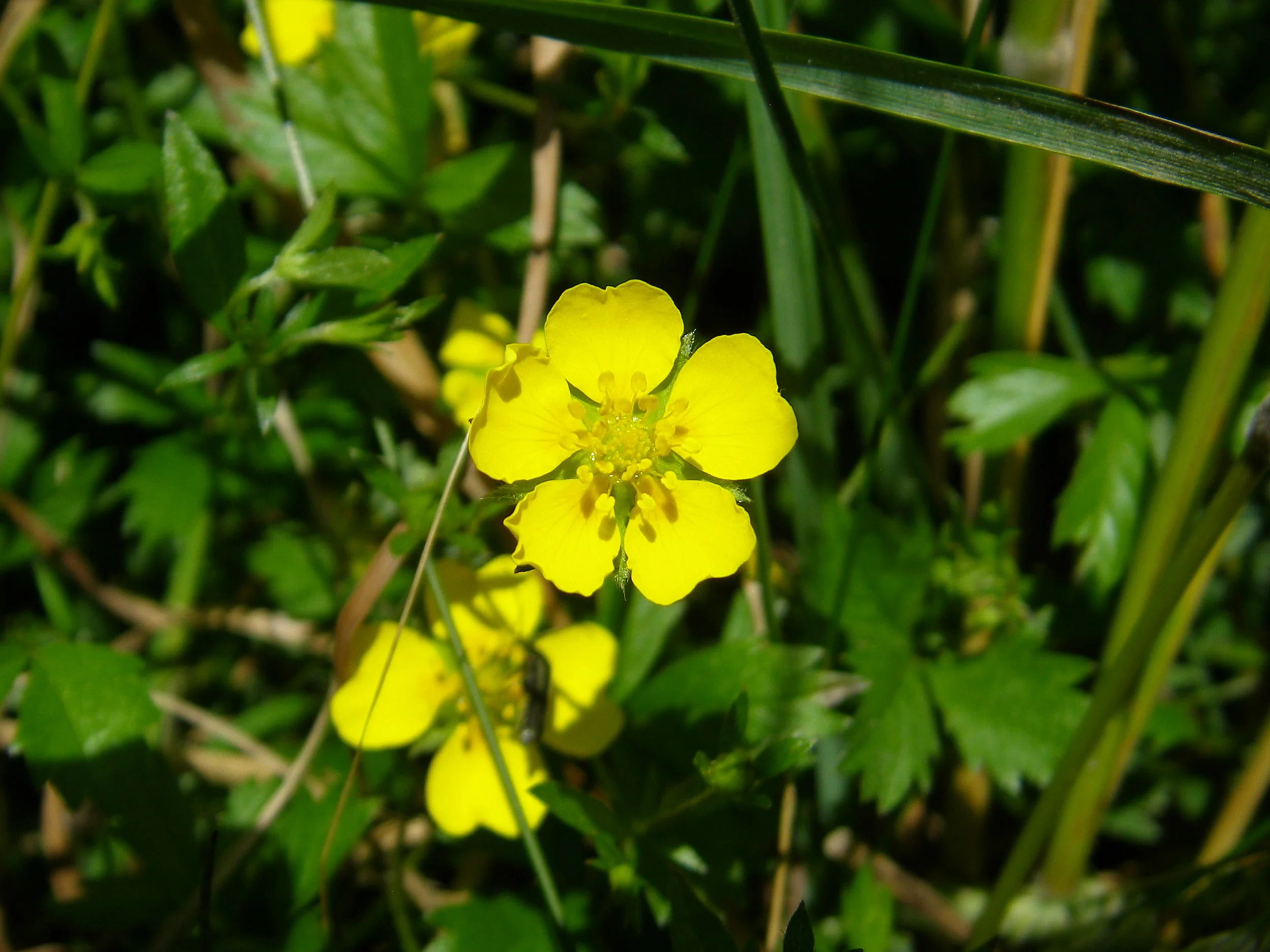   NS7242 14Jul2016 MJP  