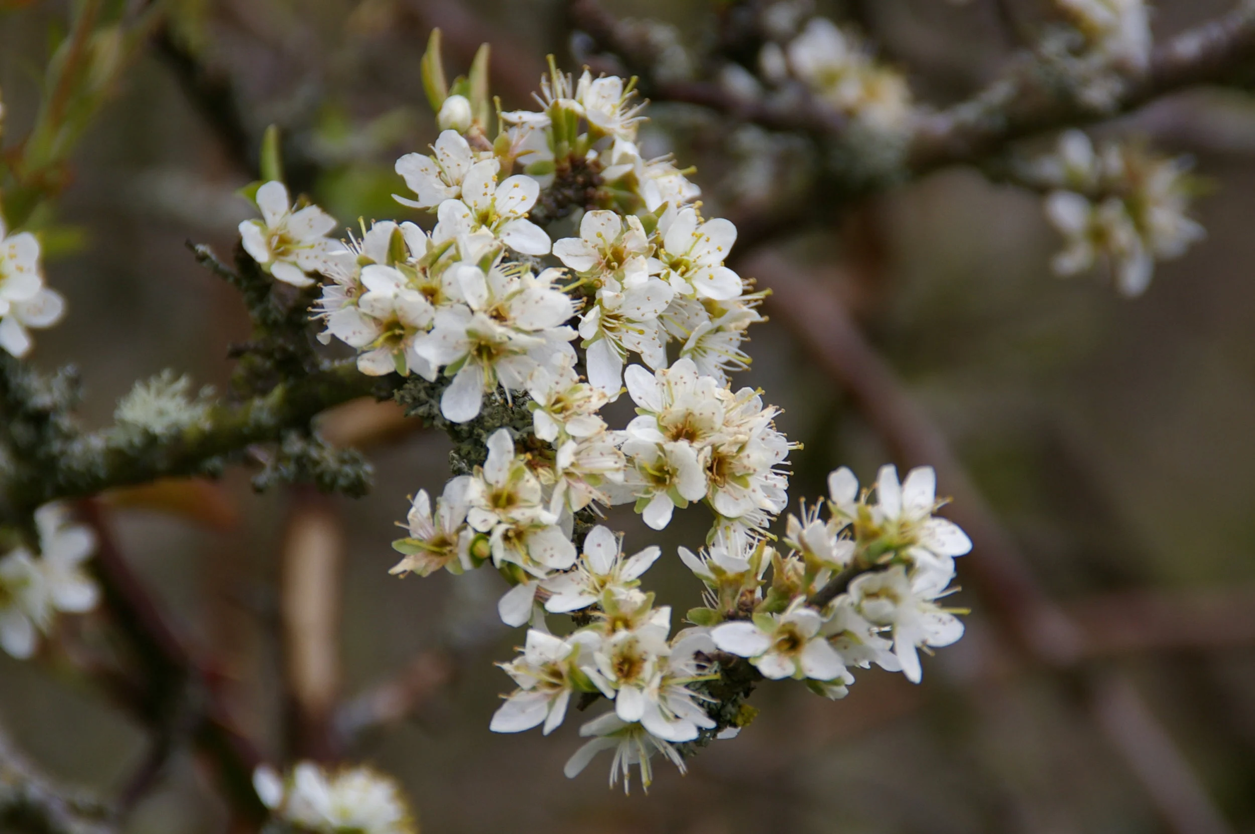   NS7042 03May2010 MJP  