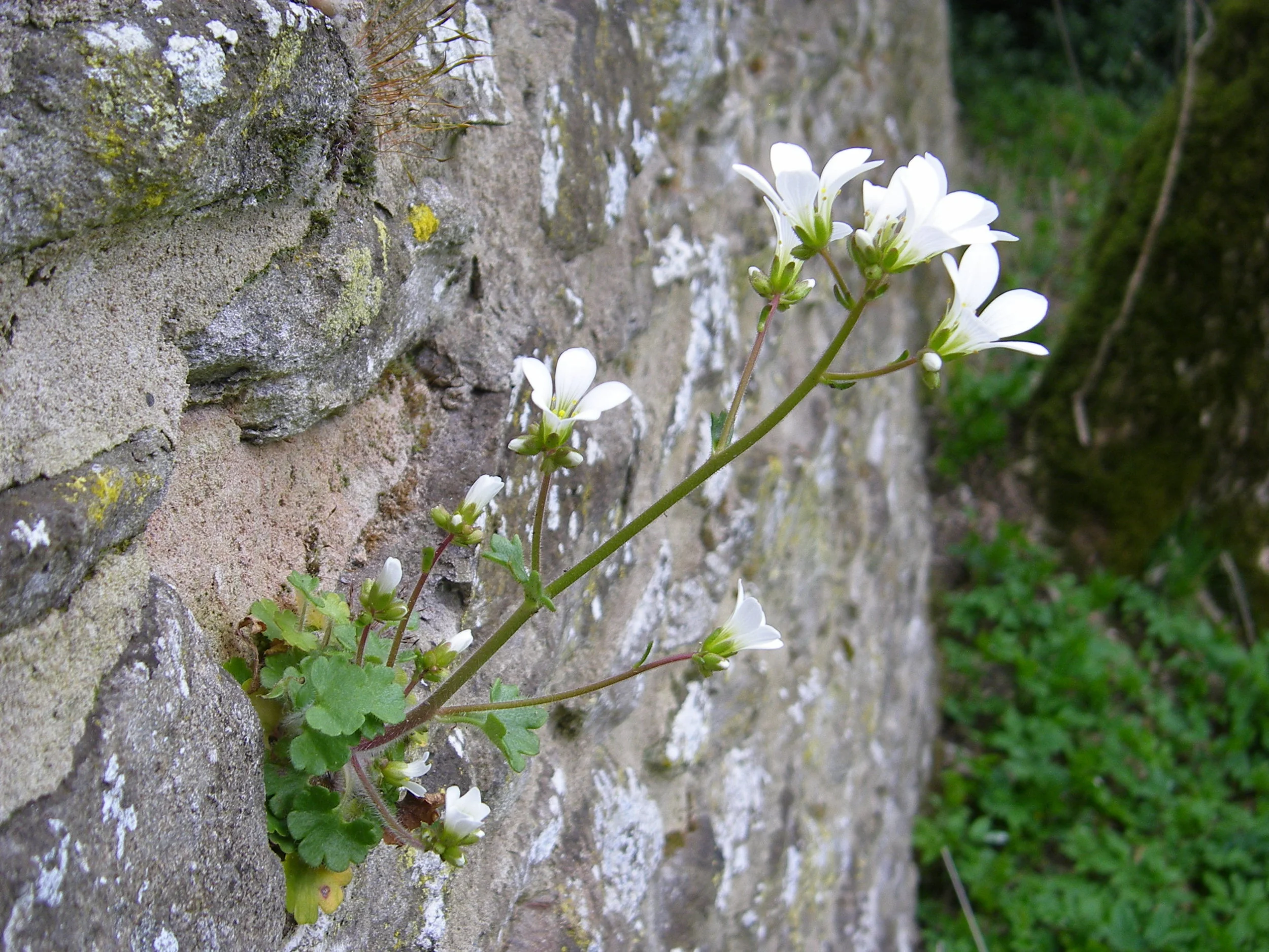   Saxifraga granulata NS8841 14Apr2009 MJP  