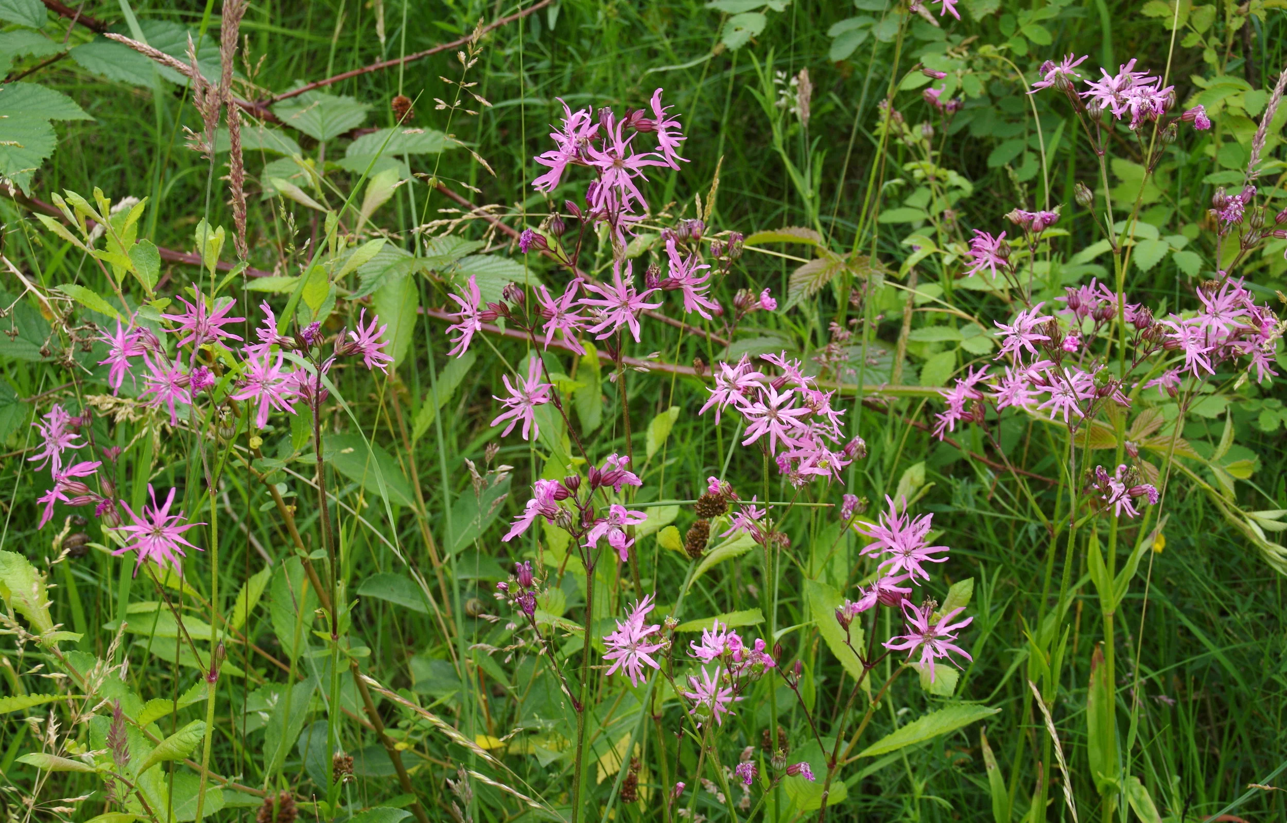   Silene flos-cuculi NS6760 16Jul2015 MJP  