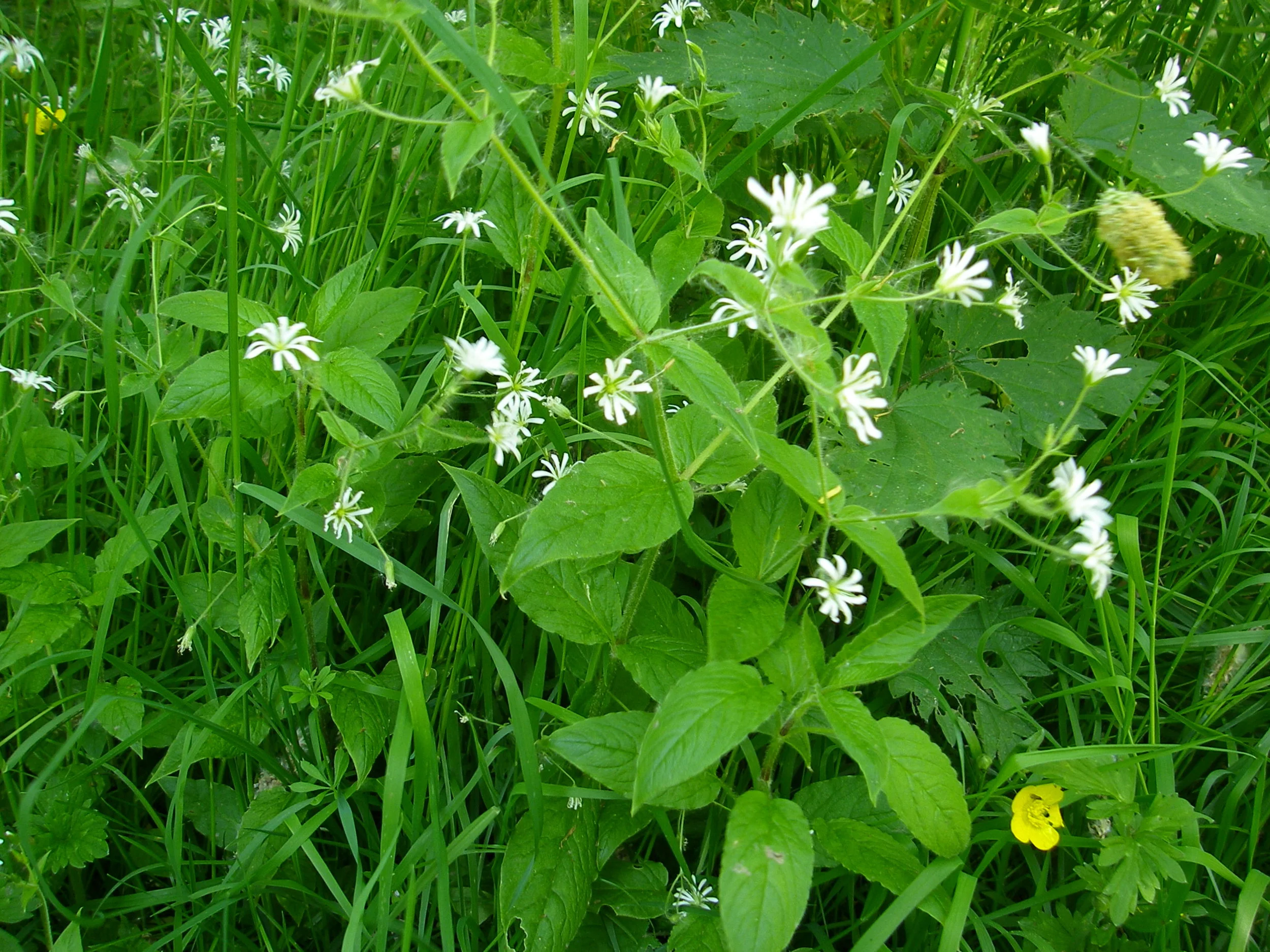   Stellaria nemorum NS7455 07Jun2013 MJP  