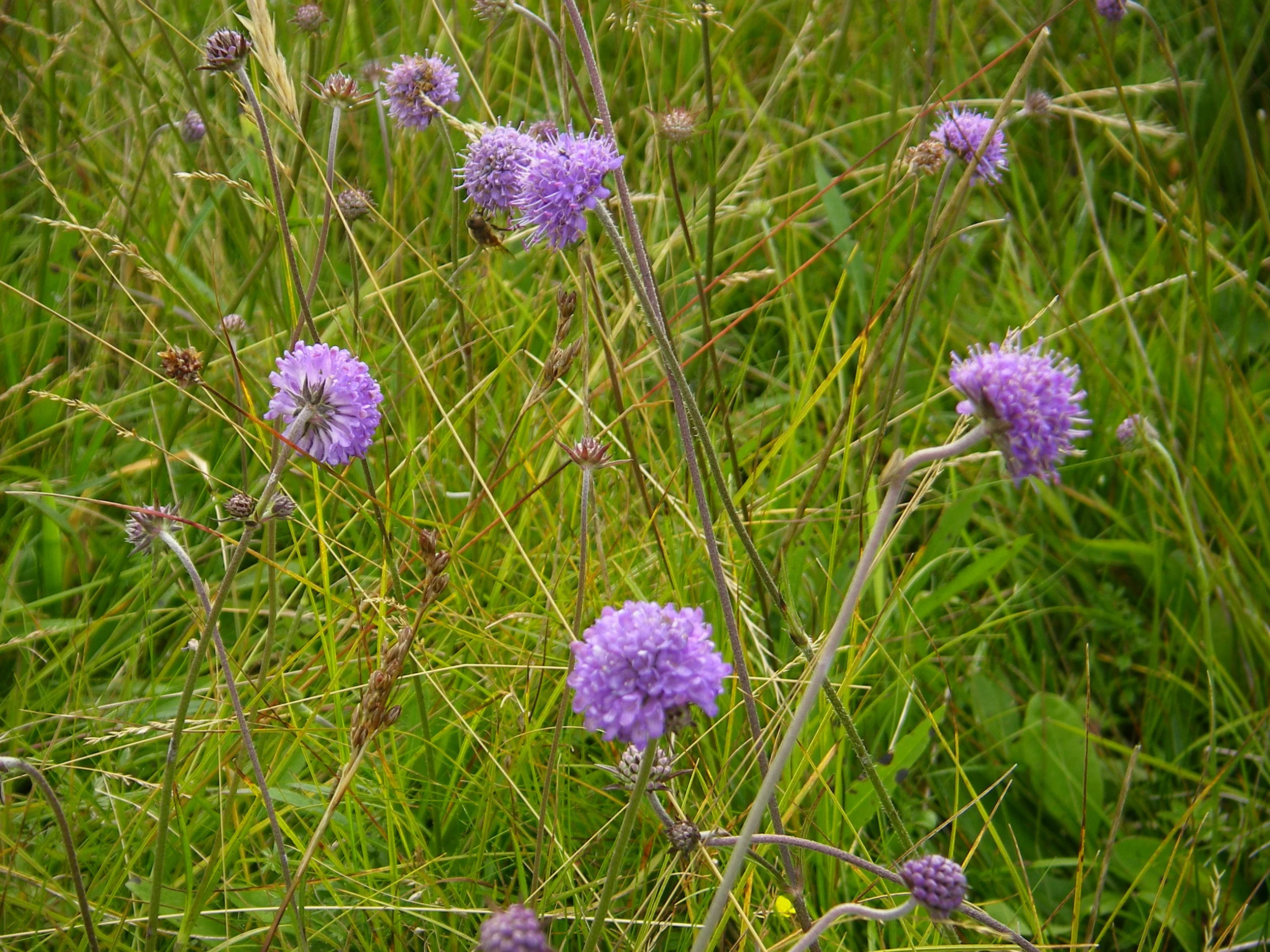   Succisa pratensis NS7243 23Aug2007 MJP  