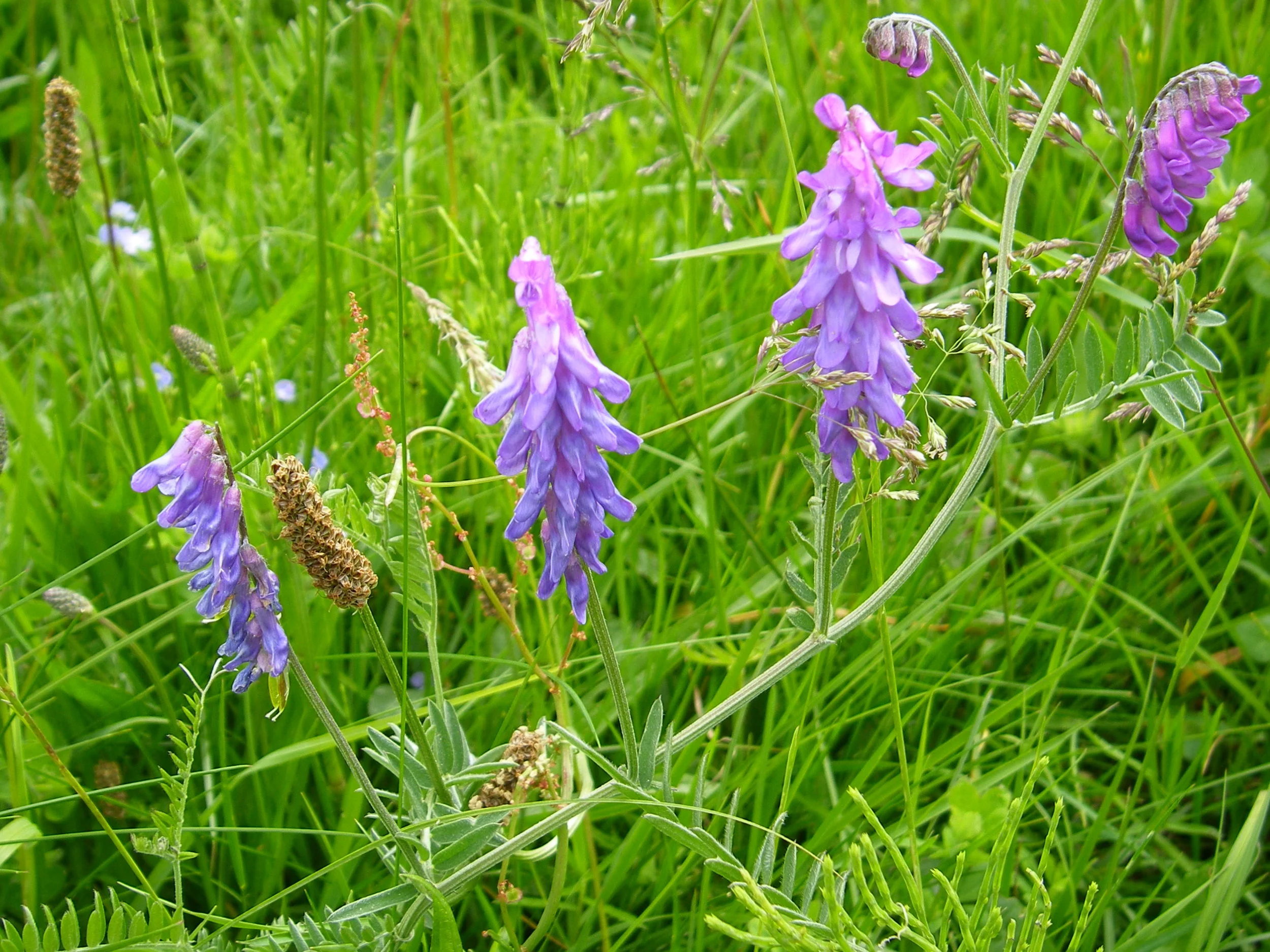   Vicia cracca NS7143 28Jun2006 MJP  