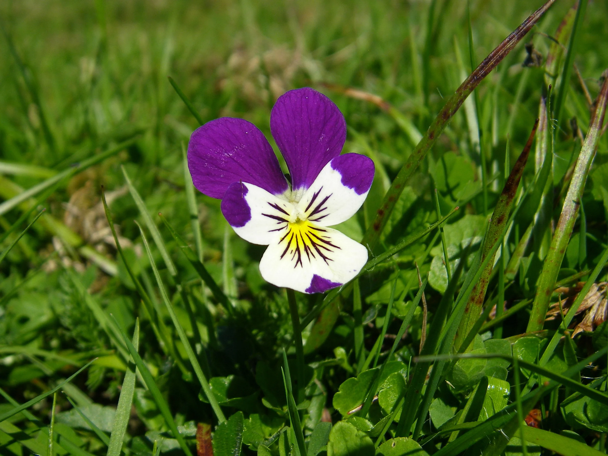  This is a perennial plant of upland grasslands and metal mine sites.    Viola lutea NS6546 18Aug2010 MJP  