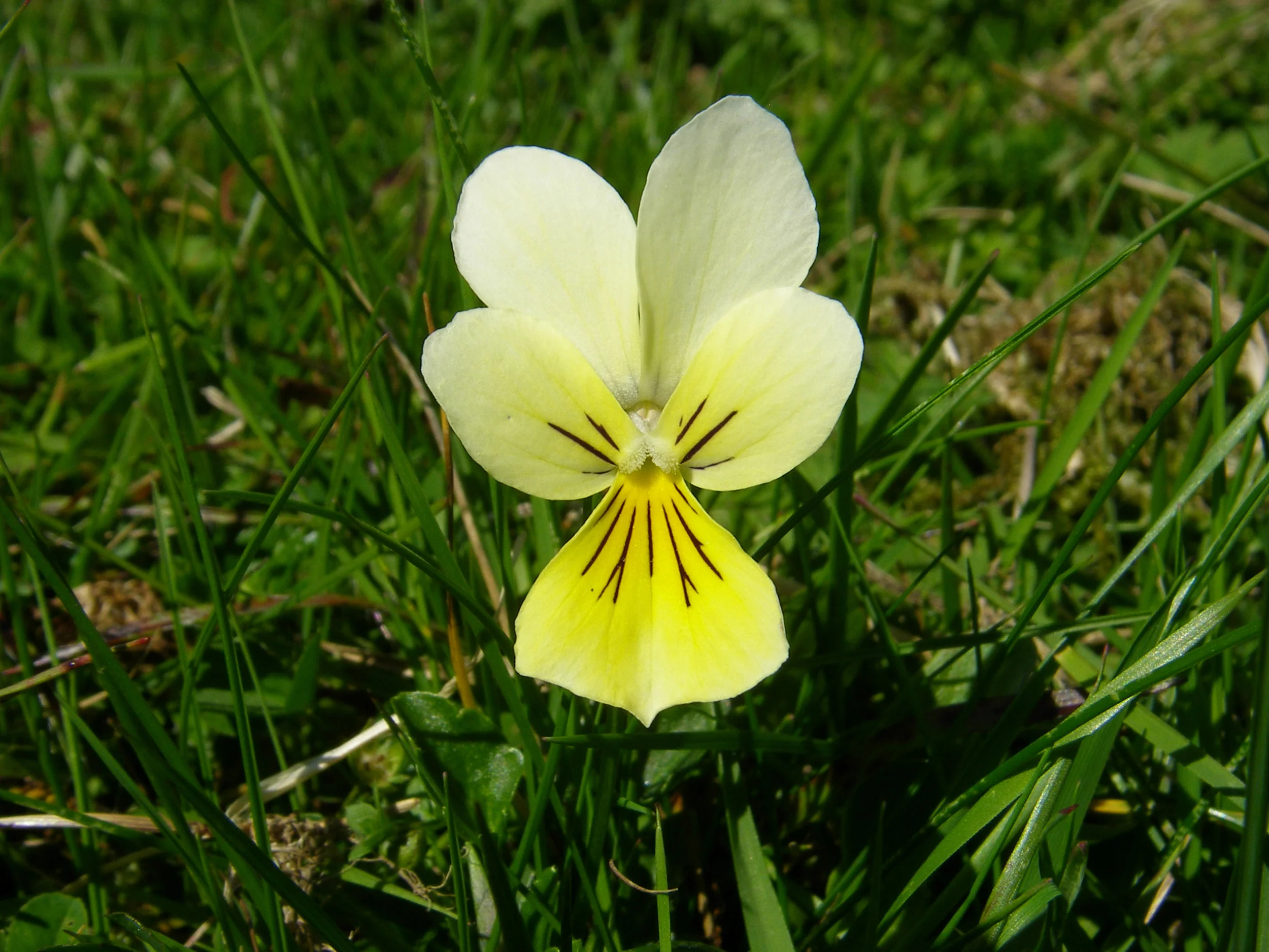   Viola lutea NS6546 18Aug2010 MJP   