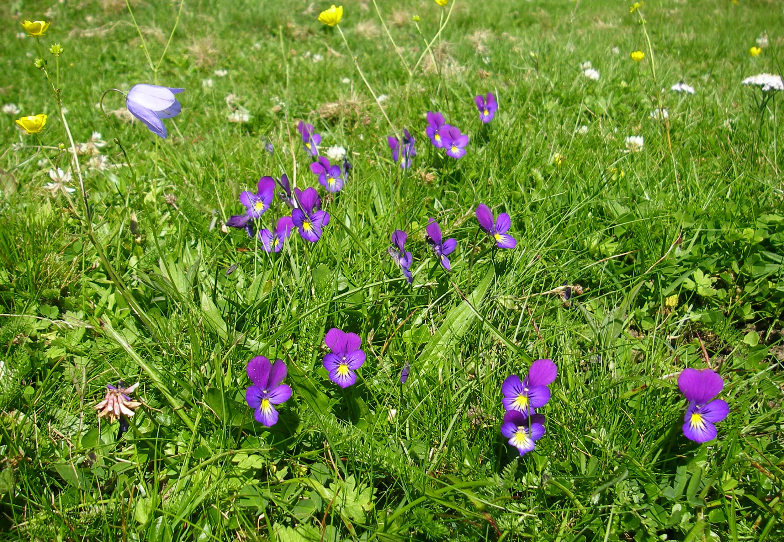  Typical upland grassland habitat with Yarrow, Harebell and Meadow Buttercup.   Viola lutea NS6546 18Aug2010 MJP   