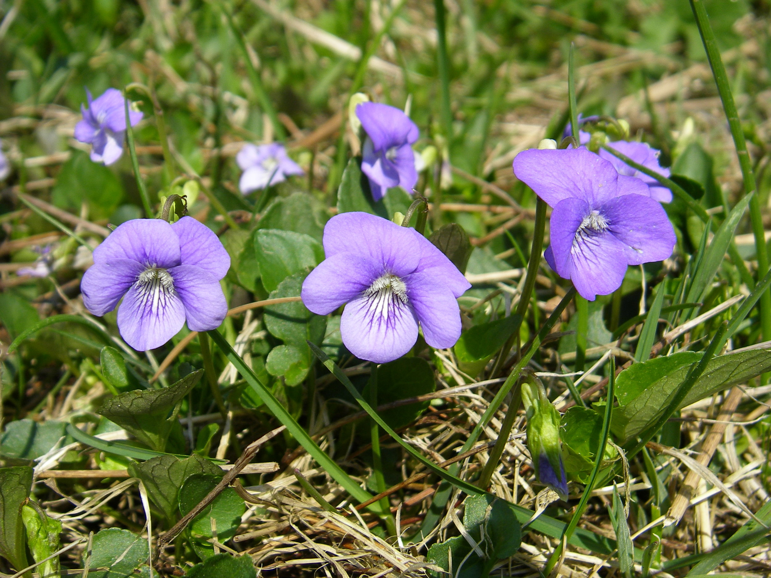   Viola riviniana NS7143 08May2008 MJP  