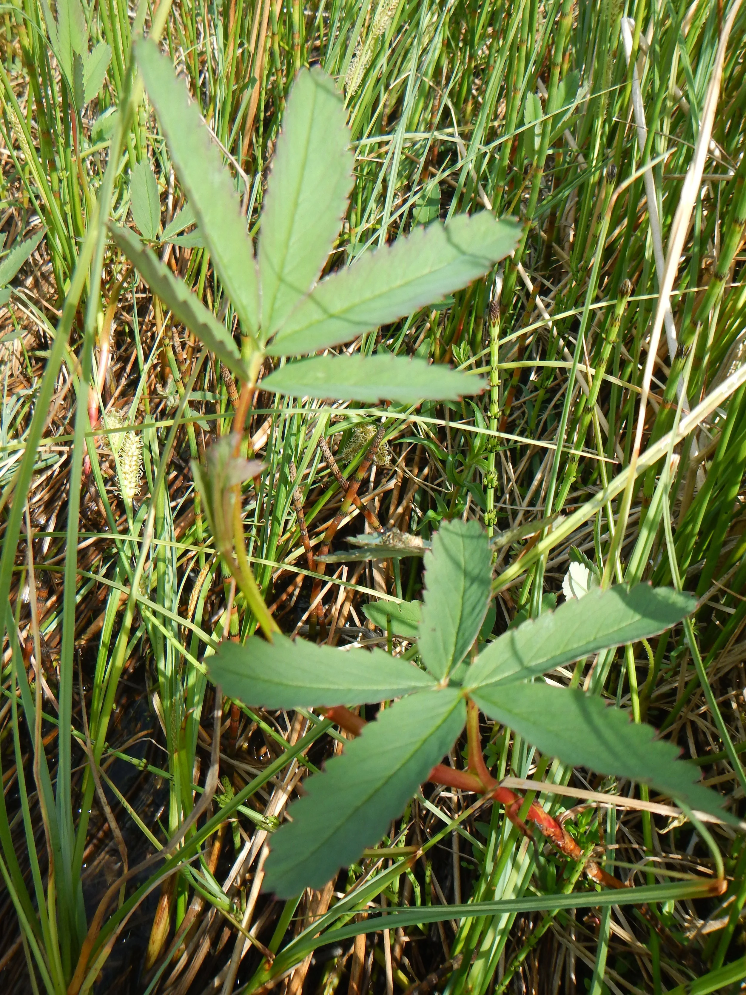  Very distinctive leaves usually in a marsh where you hopefully have your wellies on.   Comarum palustre 19Jul2015 NS6257 MP   