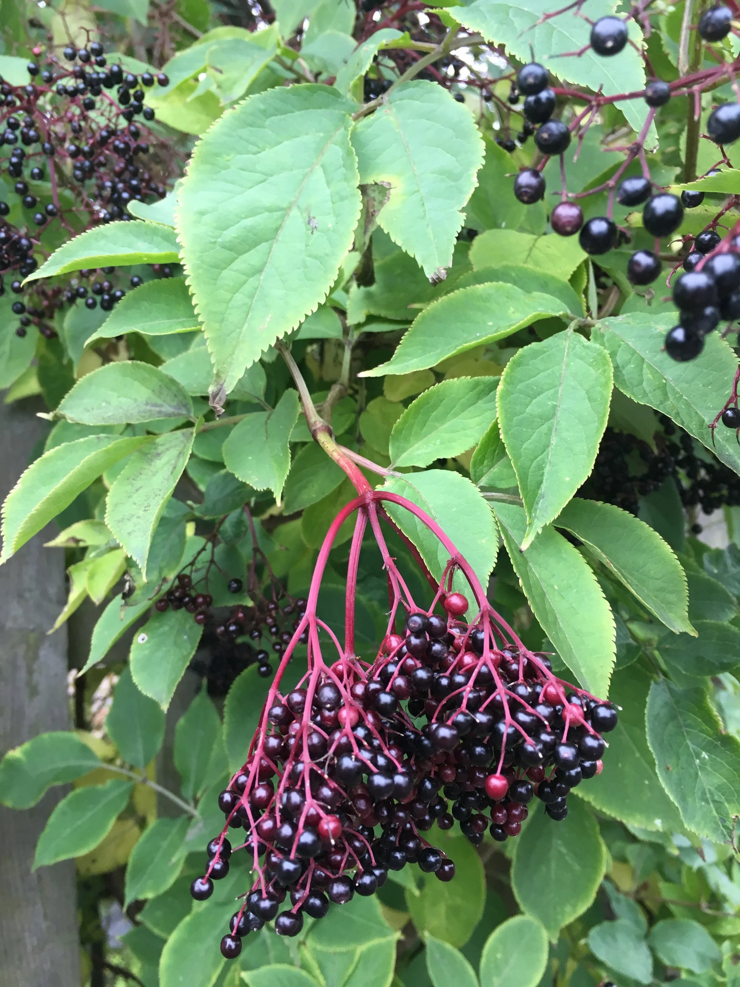 Sambucus nigra NS5963 23Sep17 PW