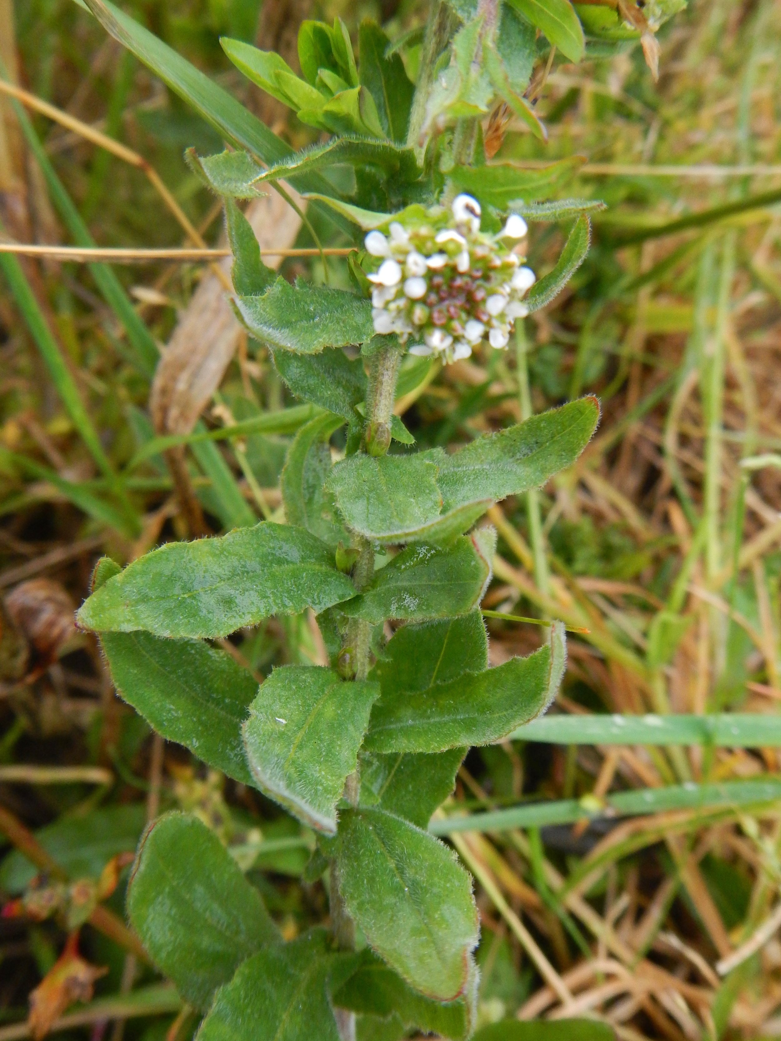 Lepidium heterophyllum NS9738 16Sep17 PW