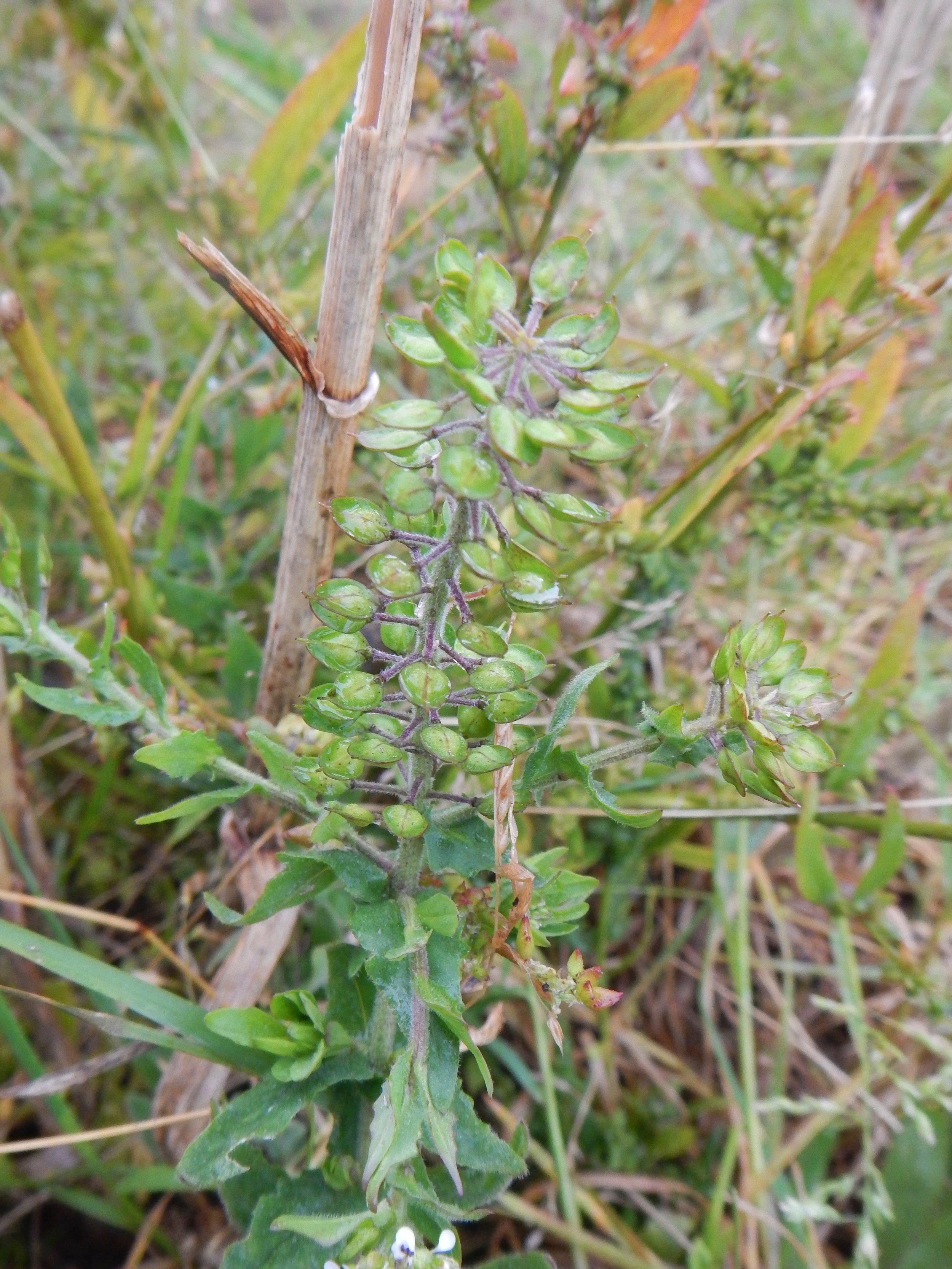 Lepidium heterophyllum NS9738 16Sep17 PW