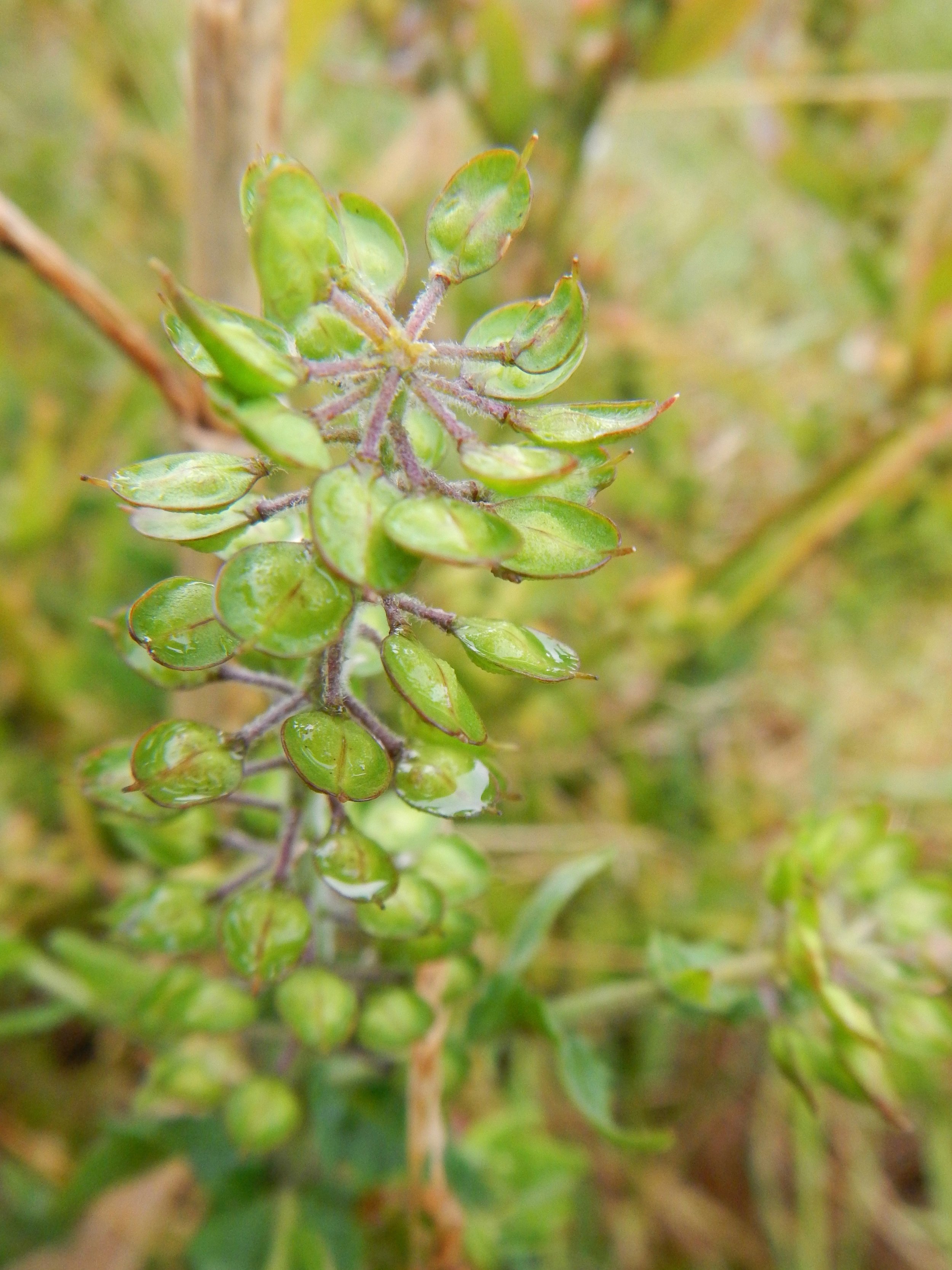 The style is clearly proud of the seed pod which differentiates it from Lepidium campestre. Lepidium heterophyllum NS9738 16Sep17 PW