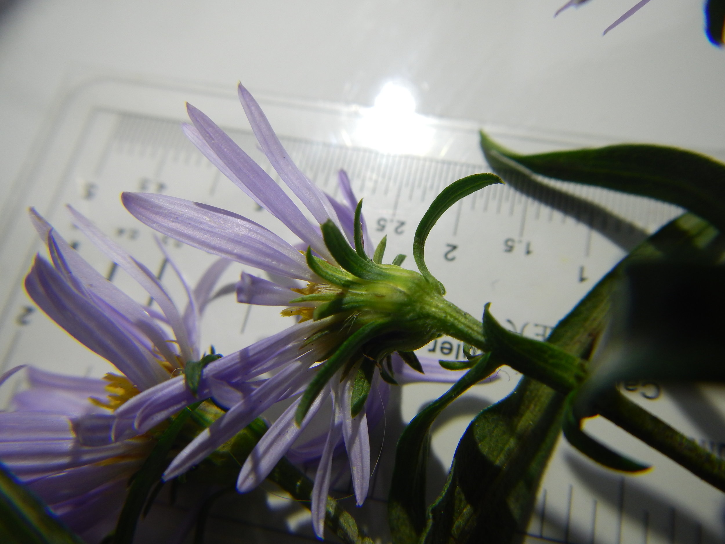Aster novi-belgii NS5857 28Oct17 PW