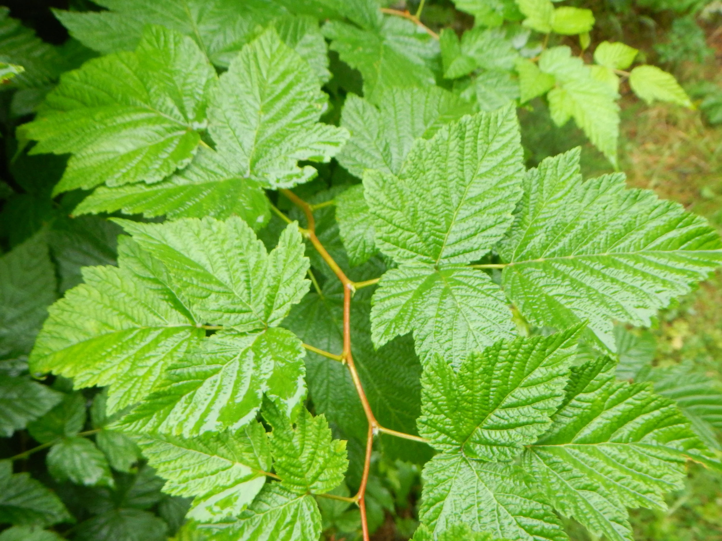  Showing the shiny leaves and the zig-zag stem.   Rubus spectabilis NS5858 01May2016 PW  