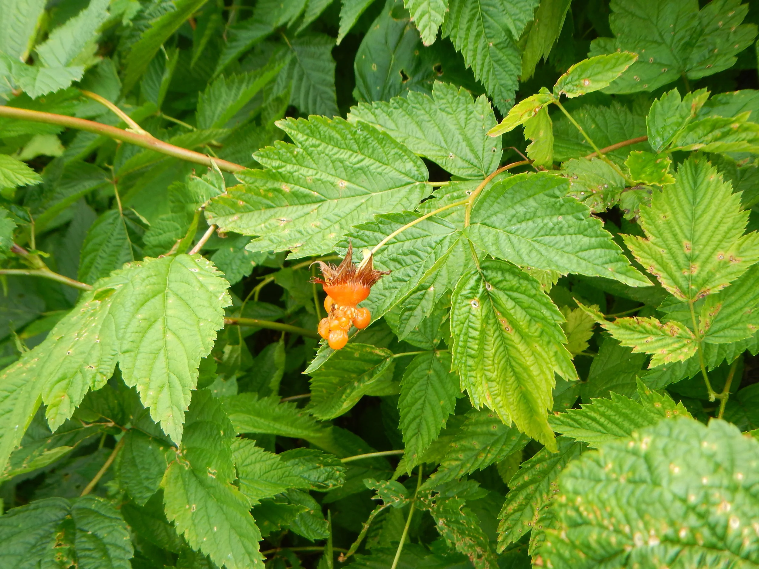  The fruit is usually not entire as they are popular with birds.   Rubus spectabilis NS5858 01May2016 PW 7   