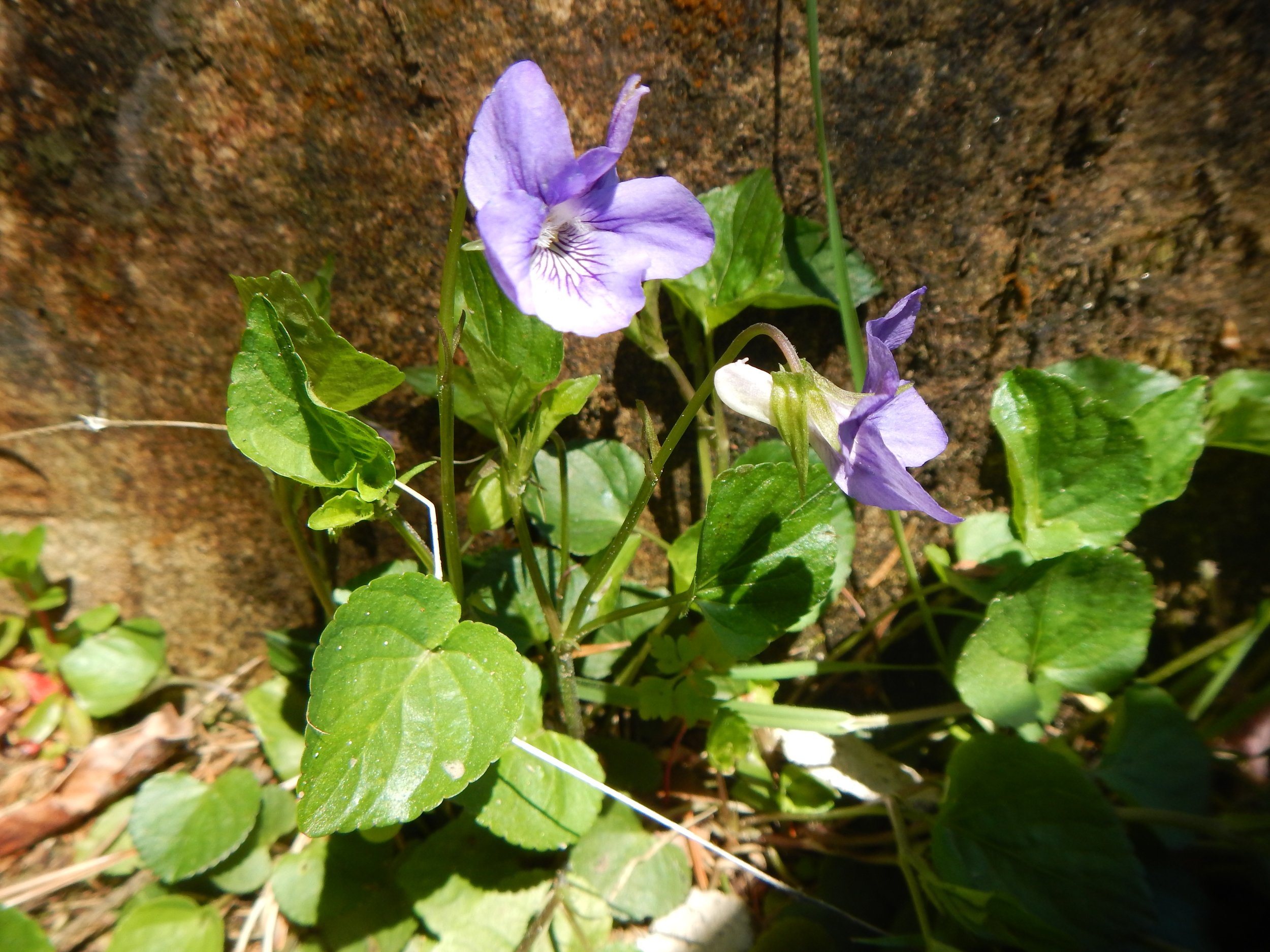 The leaves arise from a basal rosette. Viola riviniana 27May14 NS5856 PW