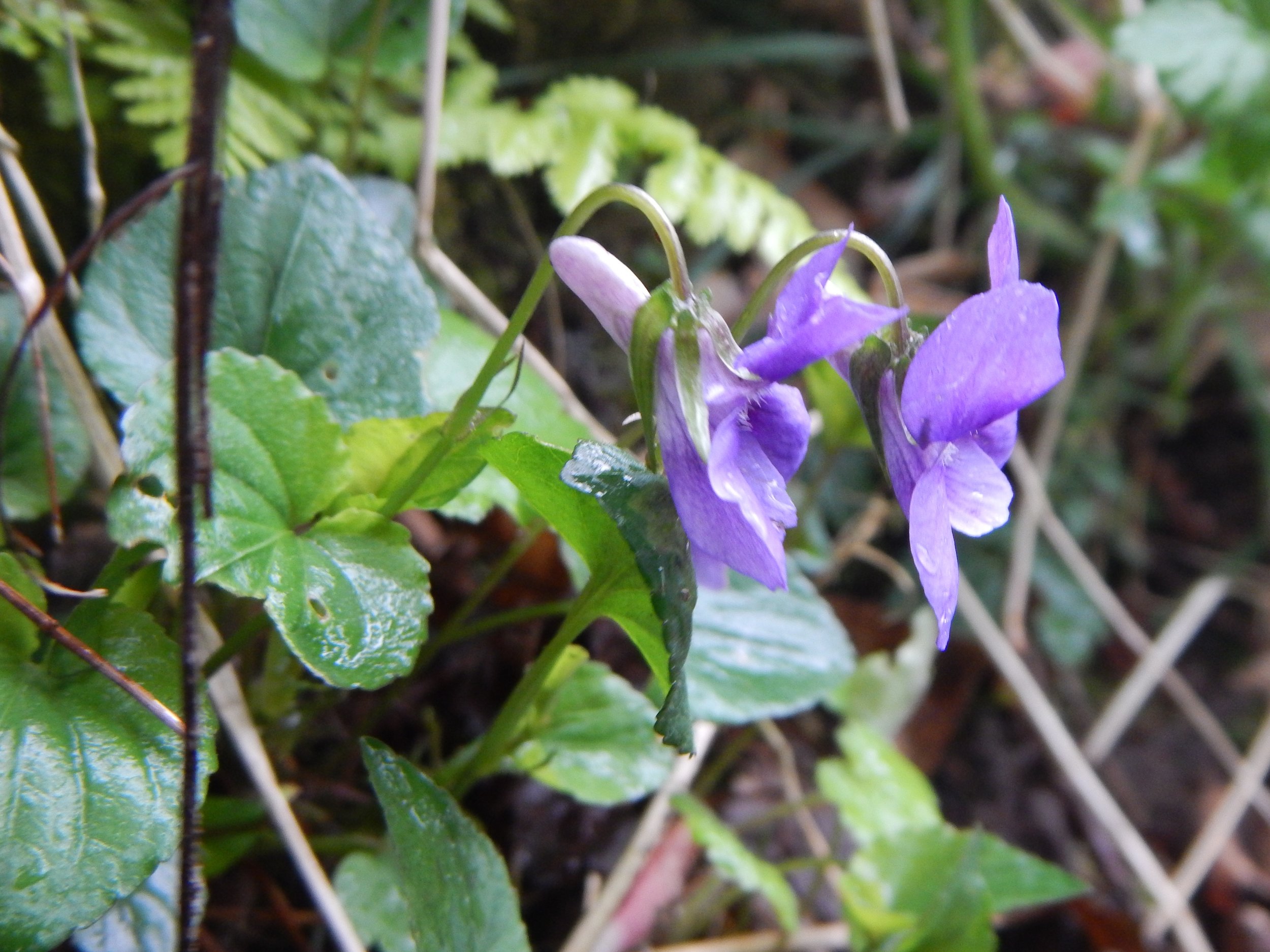 At the base of the sepal is the sepal appendage, a flap heading backwards towards the stem. In this species, this is at least 1.5mm long which differentiates it from V. reichenbachiana which also has a darker spur. Viola riviniana 27May14 NS58