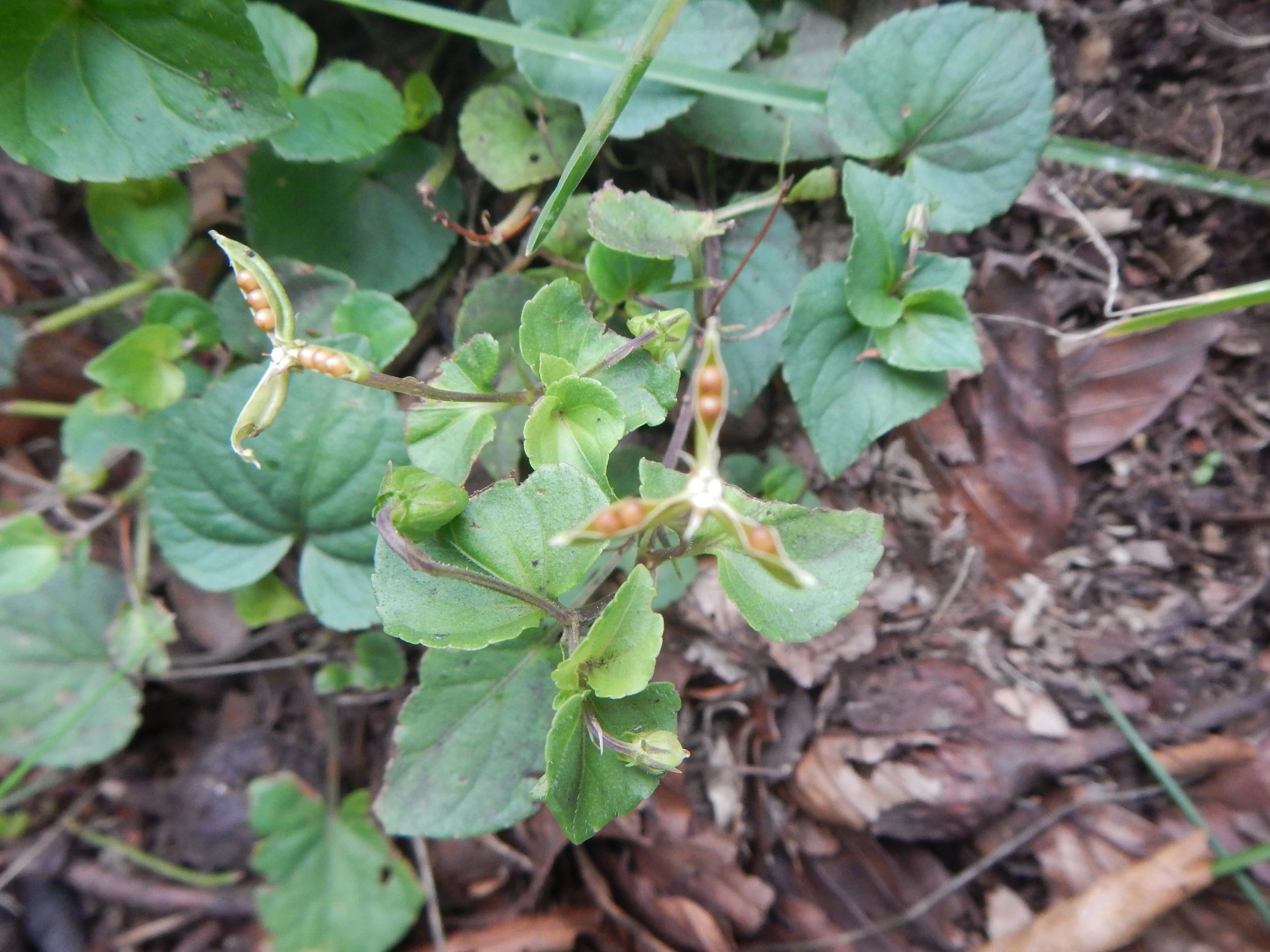  The open seed pods are disctinctive.   Viola riviniana 30Jun2017 NS9455 MP  