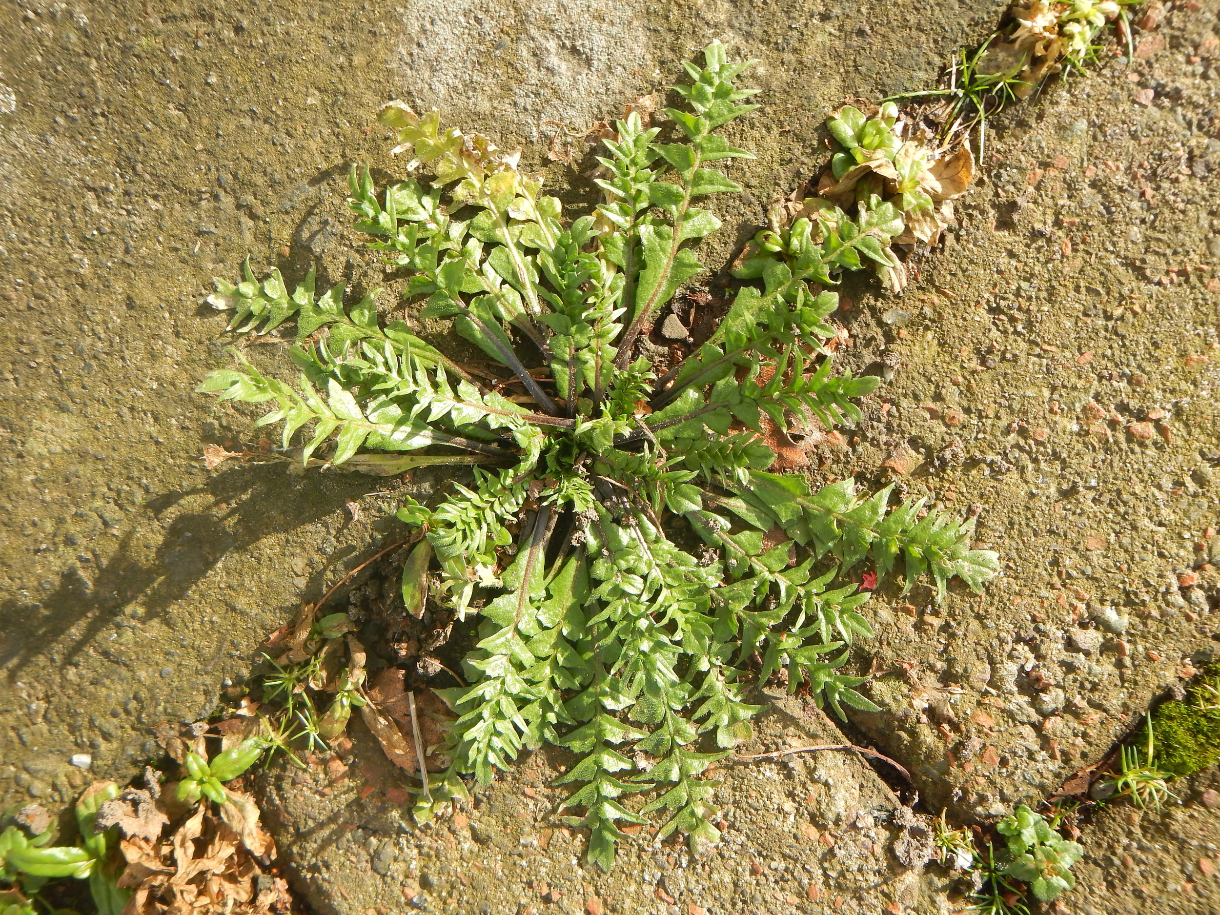 This is the basal rosette in February. Capsella bursa-pastoris NS5464 17Feb2018 PW