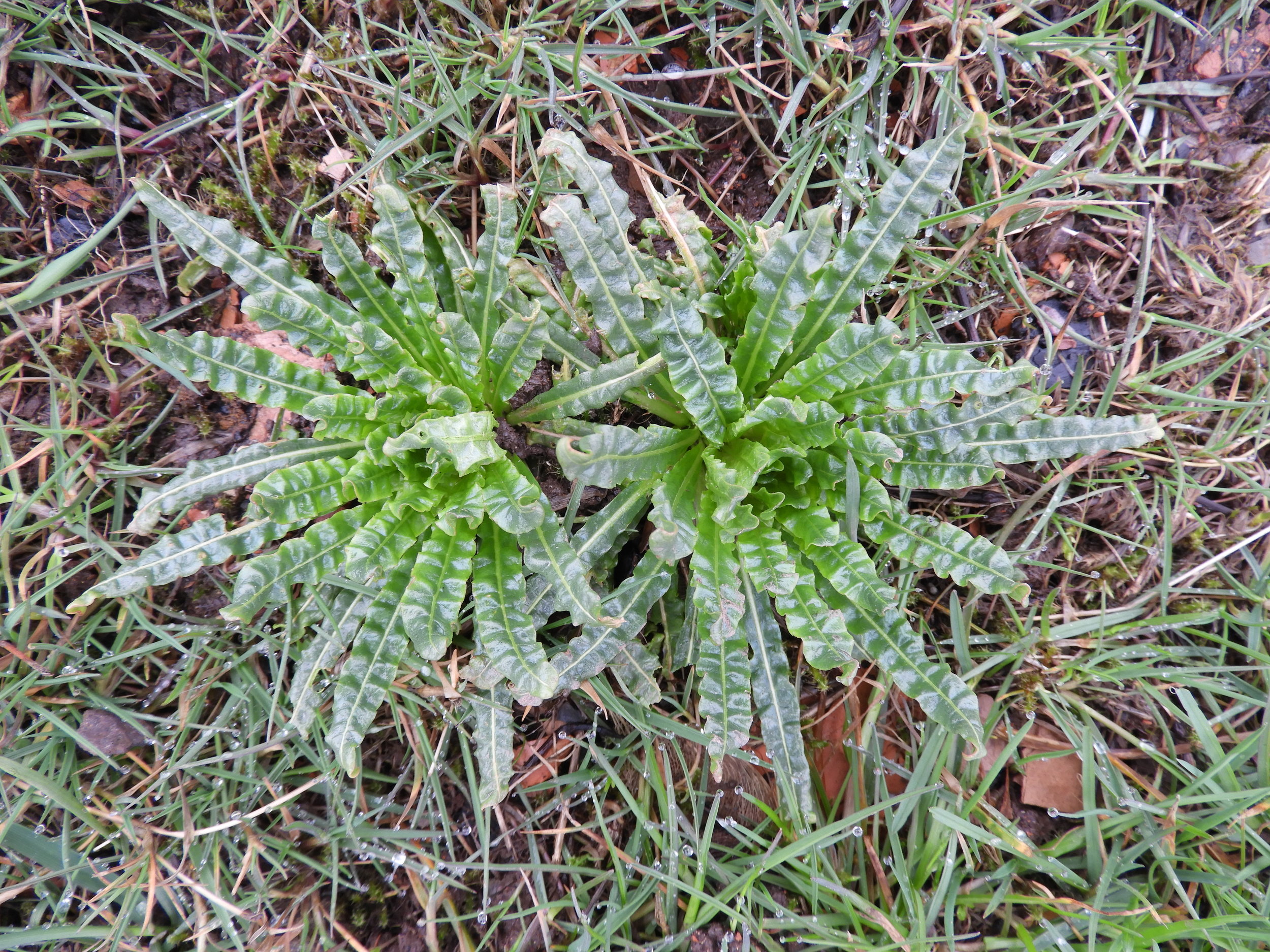 The rosette is distinctive early in the season, with the crinkly, shiny leaves with white midribs. Reseda luteola NS7261 13Apr2018 PW