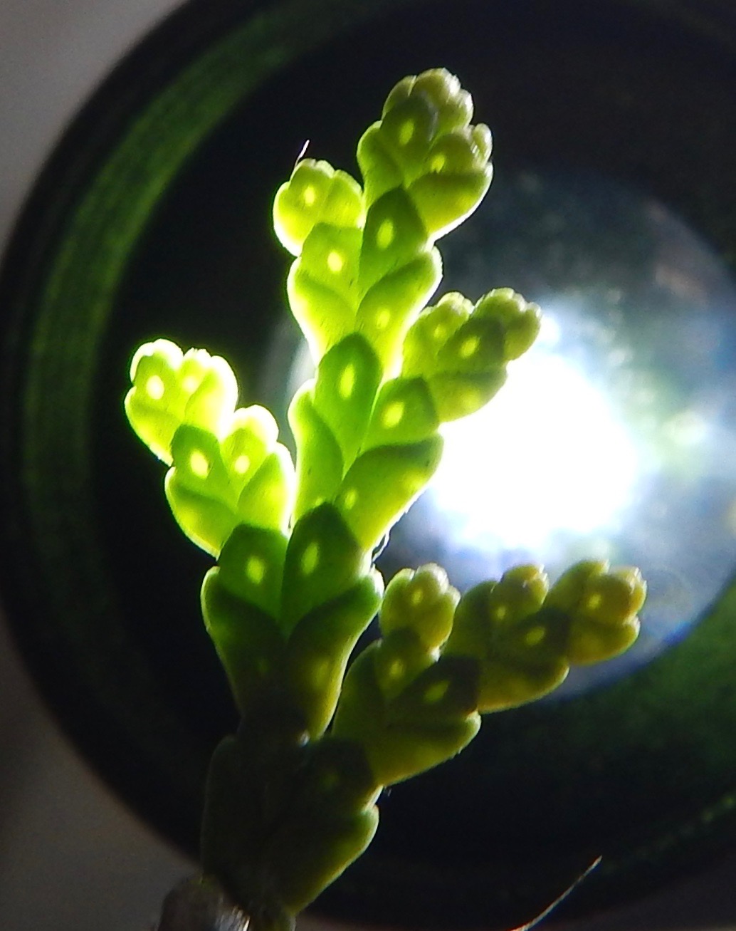 These glands are easily seen holding up a frond to the light. Chamaecyparis lawsoniana NS5464 16Feb2018 PW