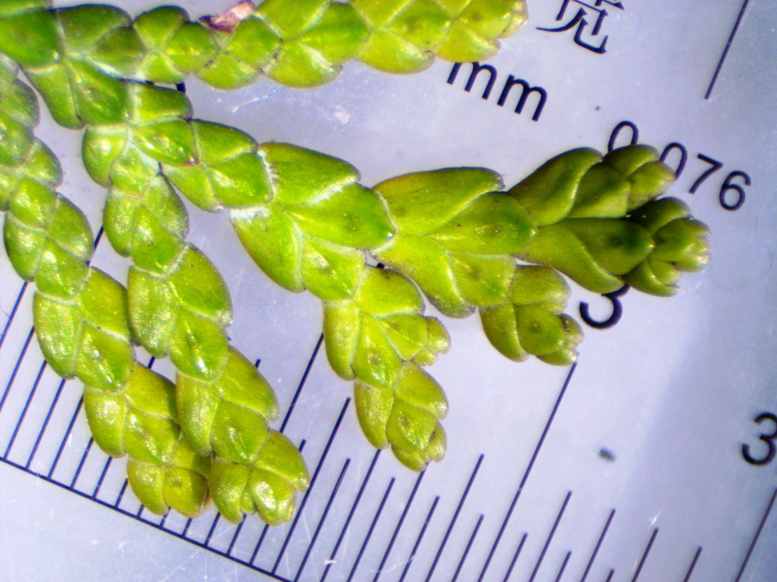Chamaecyparis lawsoniana NS5464 16Feb2018 PW