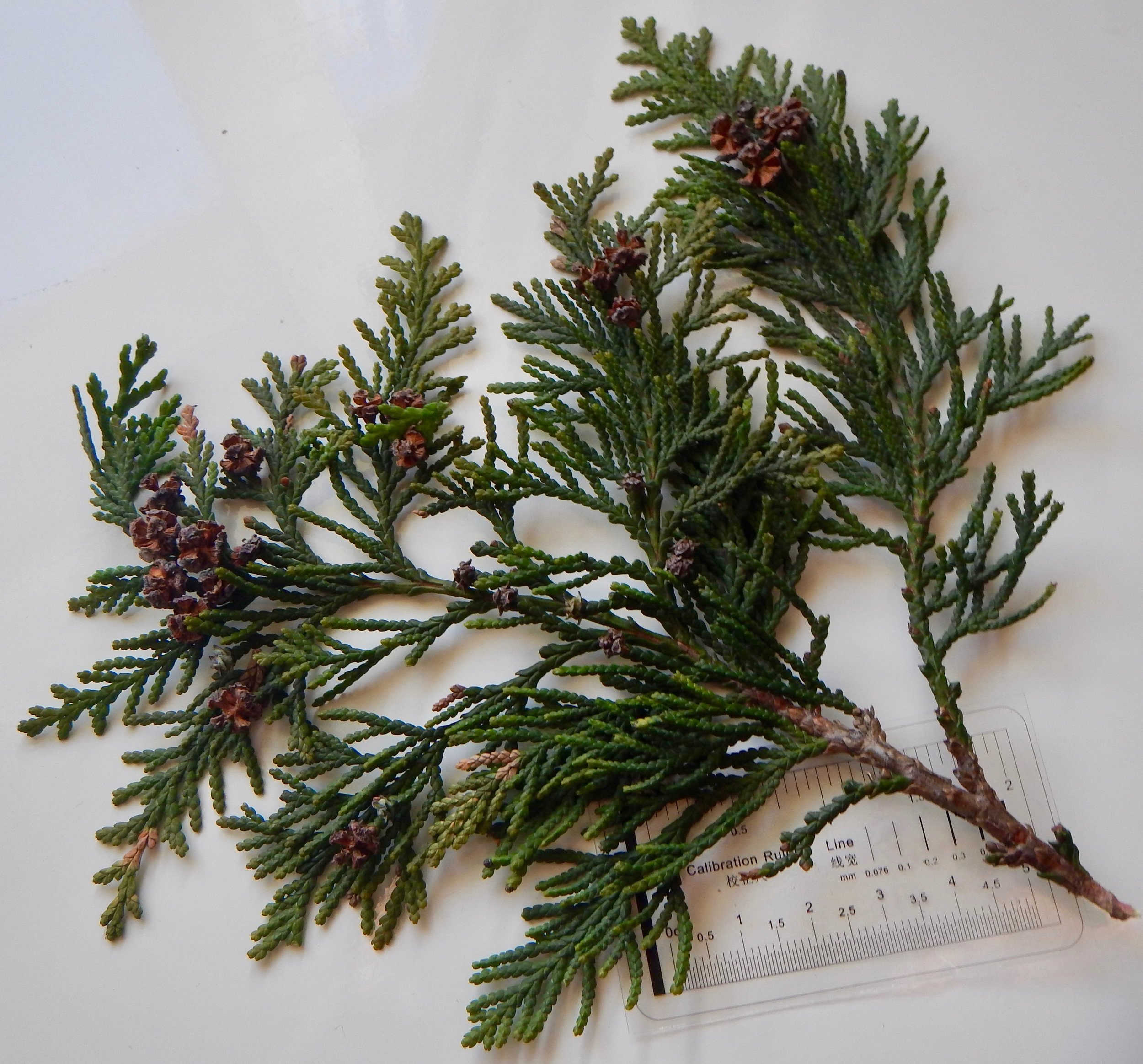 This two-dimensional arrangement of the leaves is in contrast to the more disordered three-dimensional of Cupressus macrocarpa x Xanthocyparis nootkatensis “Leyland Cypress”. Chamaecyparis lawsoniana NS 5464 16Feb2018 PW