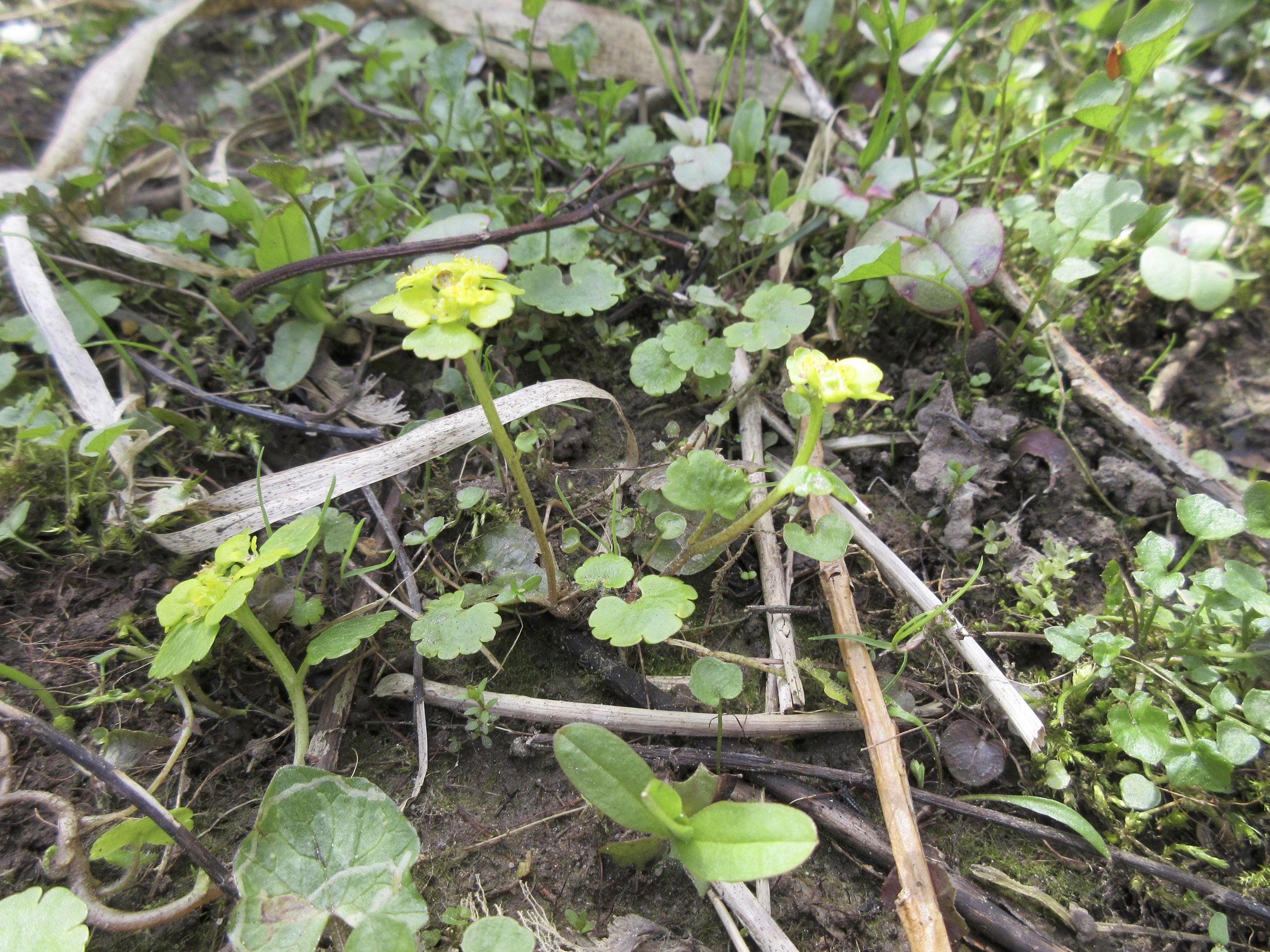 It is a more robust plant that C oppositofolium and only has one leaf on the flower stalk. The opposite leaves also have stalks much longer than the length of the blade. Chrysosplenium alternifolium 21April2018 NS7356 MP