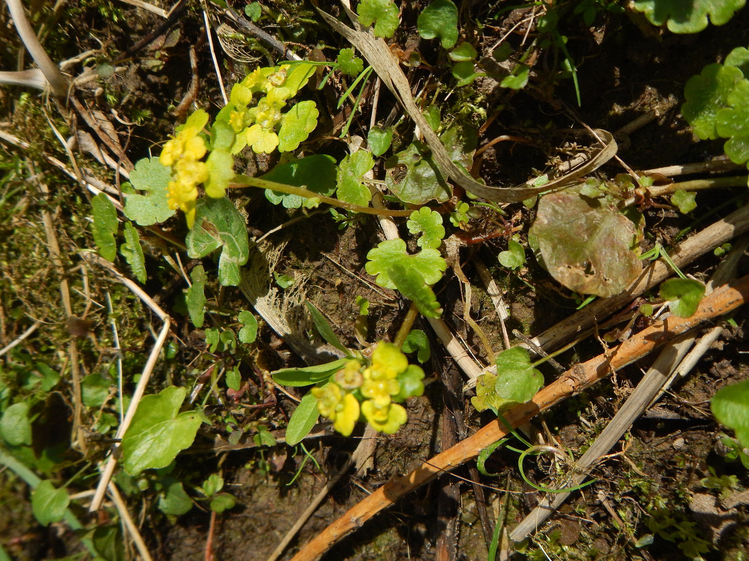 Chrysosplenium alternifolium NS7356 21Apr18 PW