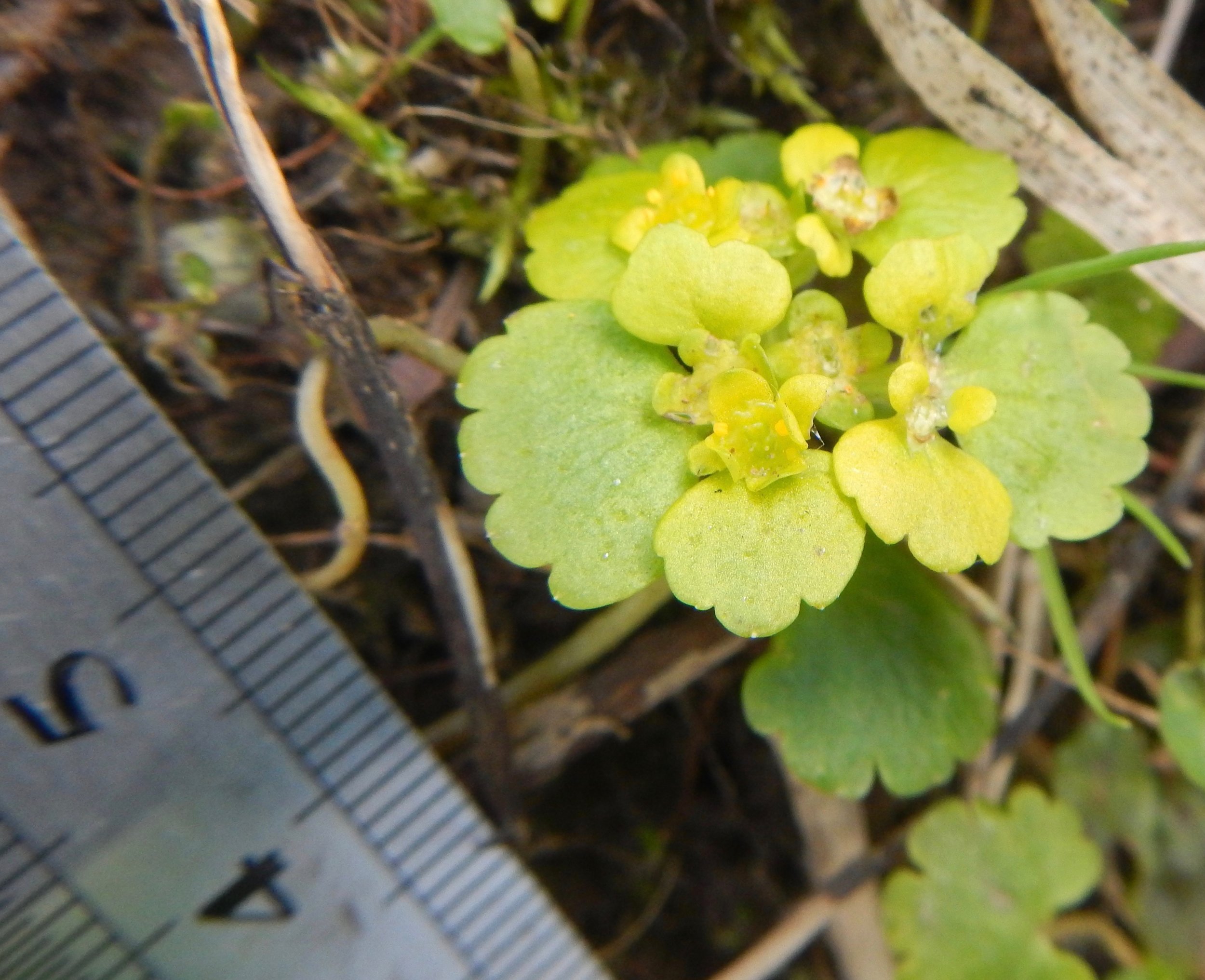 Chrysosplenium alternifolium NS7356 21Apr18 PW