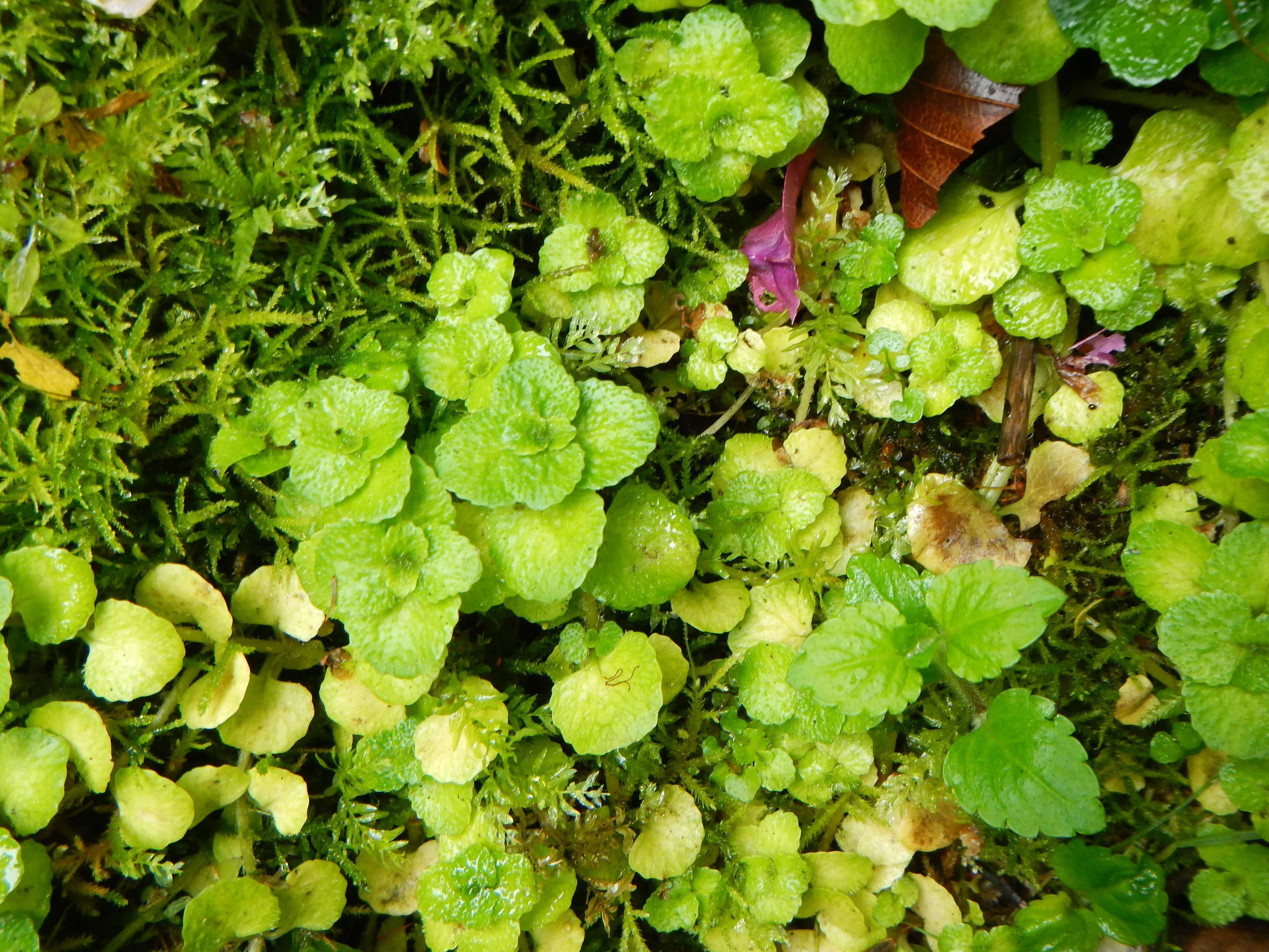  Even after the yellow golden flowers have faded, it is still distinctive.   Chrysosplenium oppositifolium NS6459 20Apr2013 PW  
