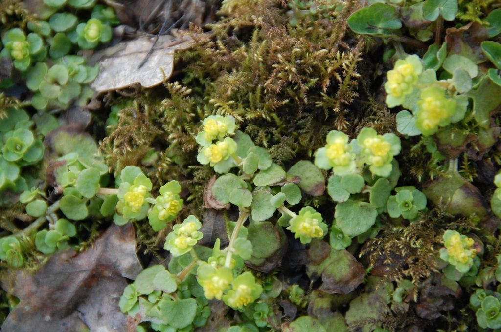Chrysosplenium oppositifolium NS6459 20Apr2013 PW